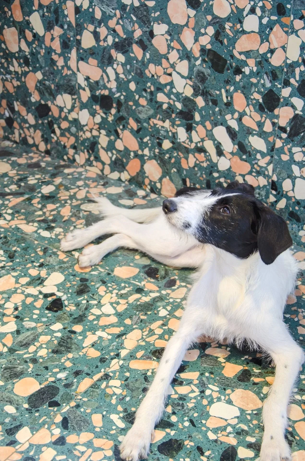 A black and white dog lying on a colorful pebble floor with a matching pebble wall behind it, looking up with an alert expression.