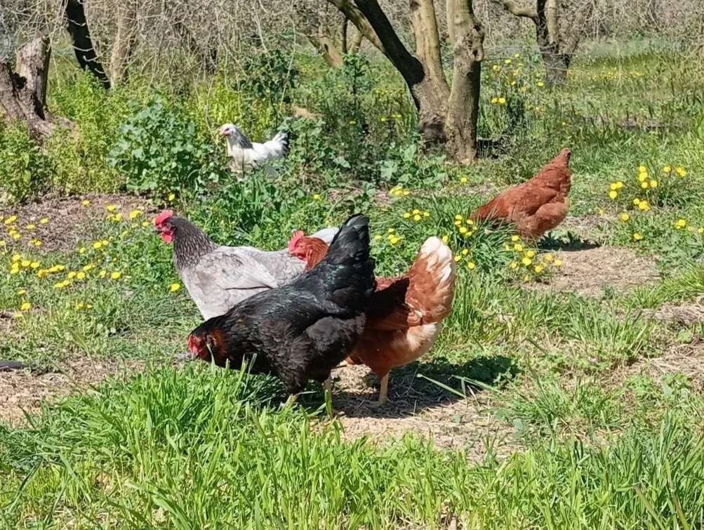Varias gallinas de diferentes colores en un campo con hierba y flores amarillas, rodeadas de árboles.