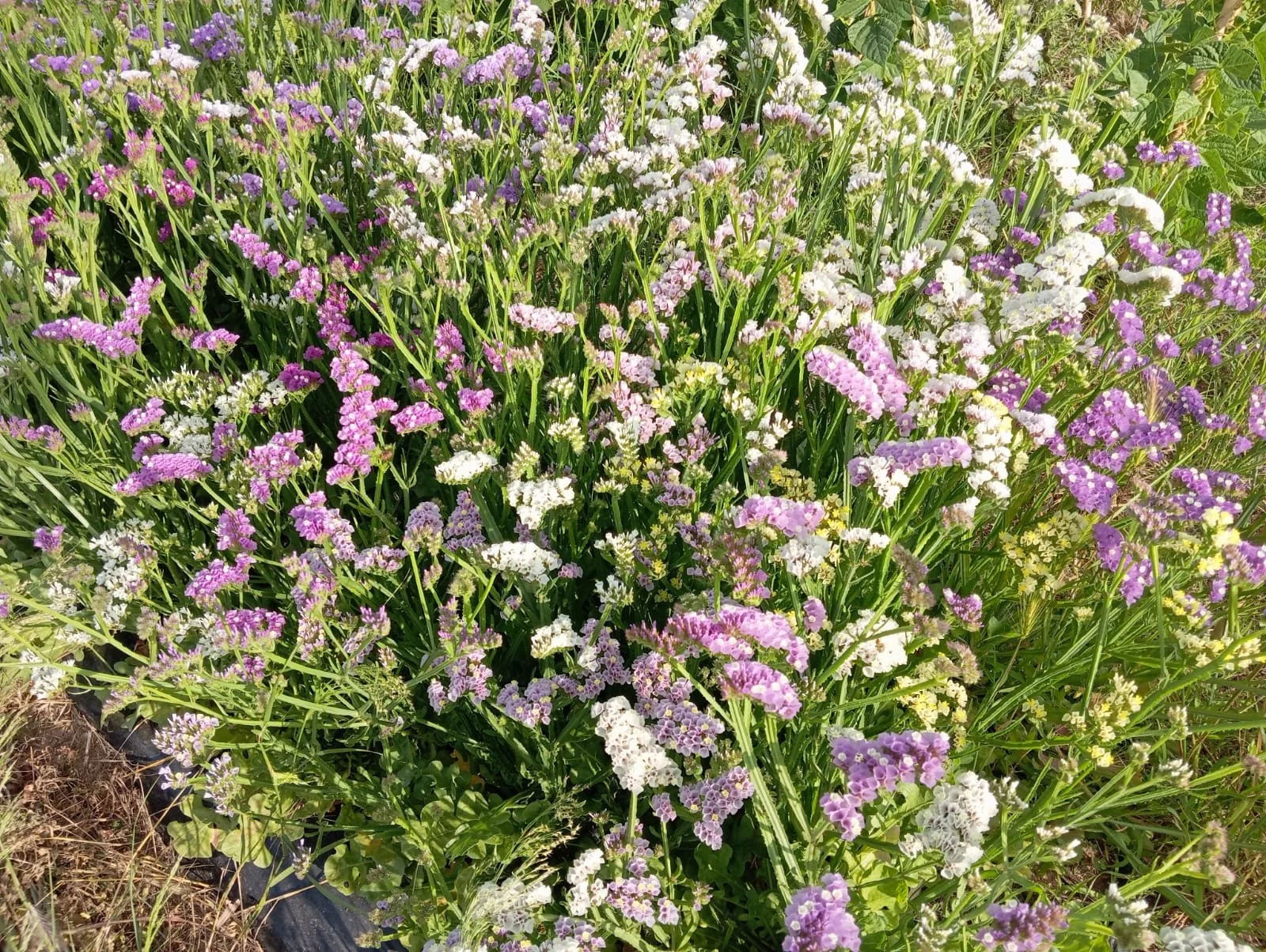 Flor de statice en varios tonos de rosa, blanco y lavanda en un jardín