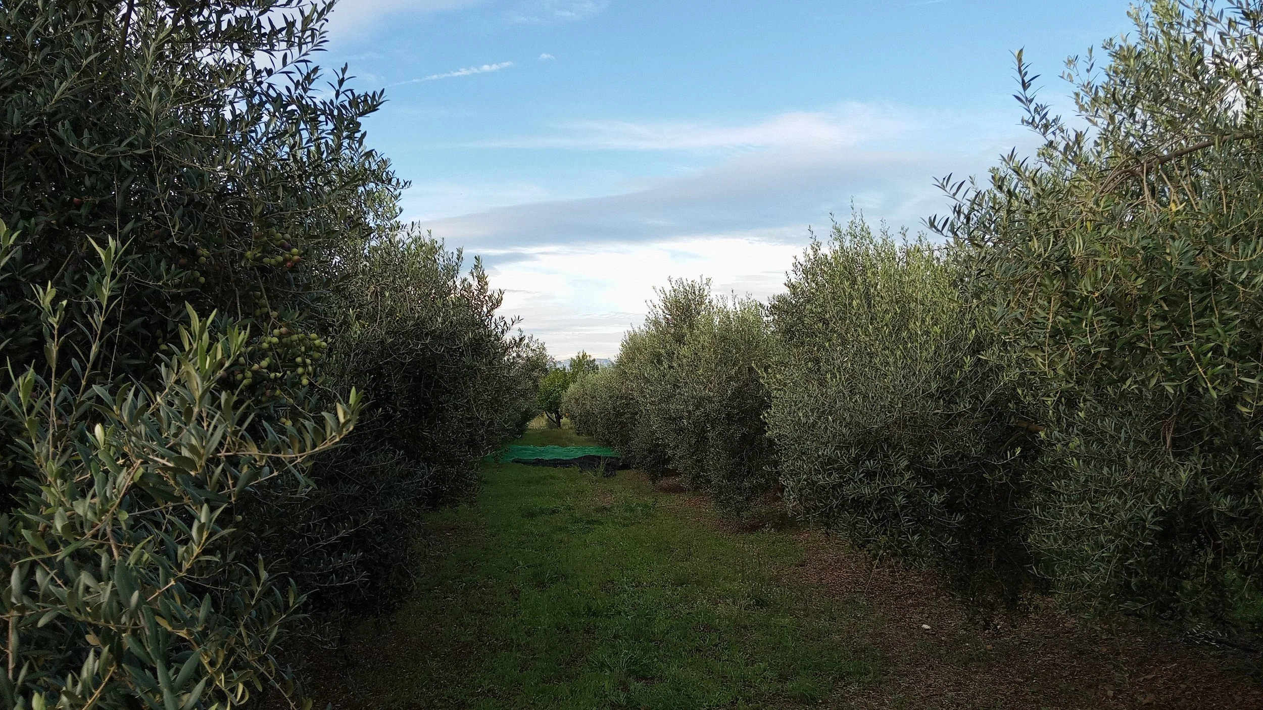 A grave de olivos con árboles frondosos y fruta madura, bajo un cielo parcialmente nublado.