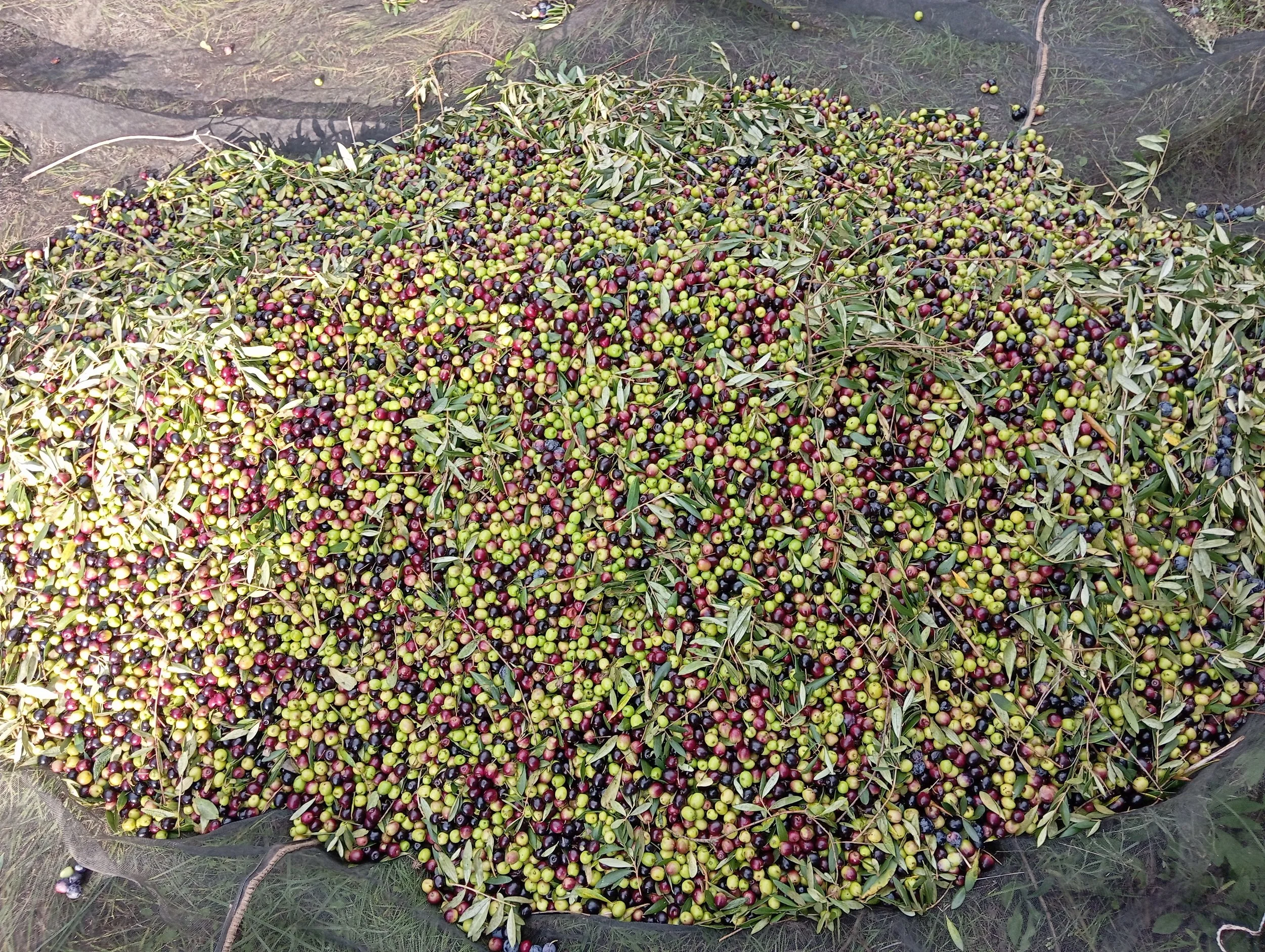 Una pila de aceitunas en el suelo con hojas y ramas.