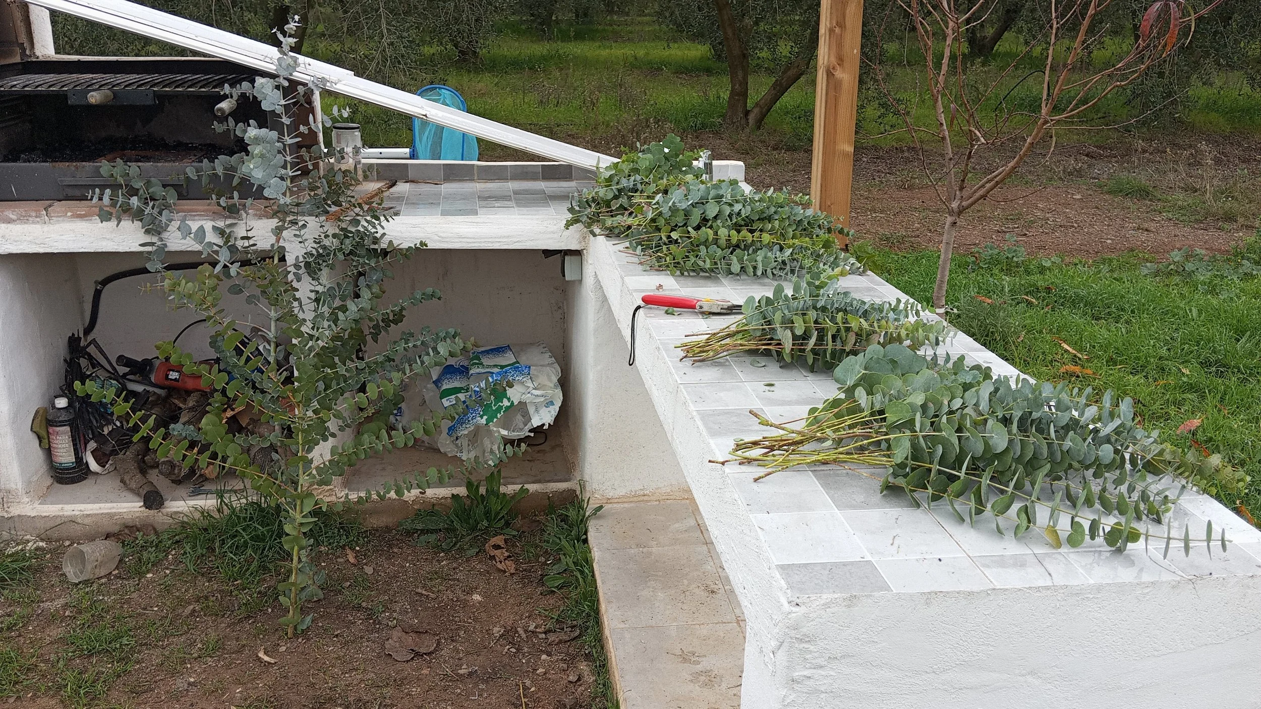 Proceso de poda de arbustos en un área de jardín, con tijeras y ramas cortadas sobre una encimera de azulejos blancos.