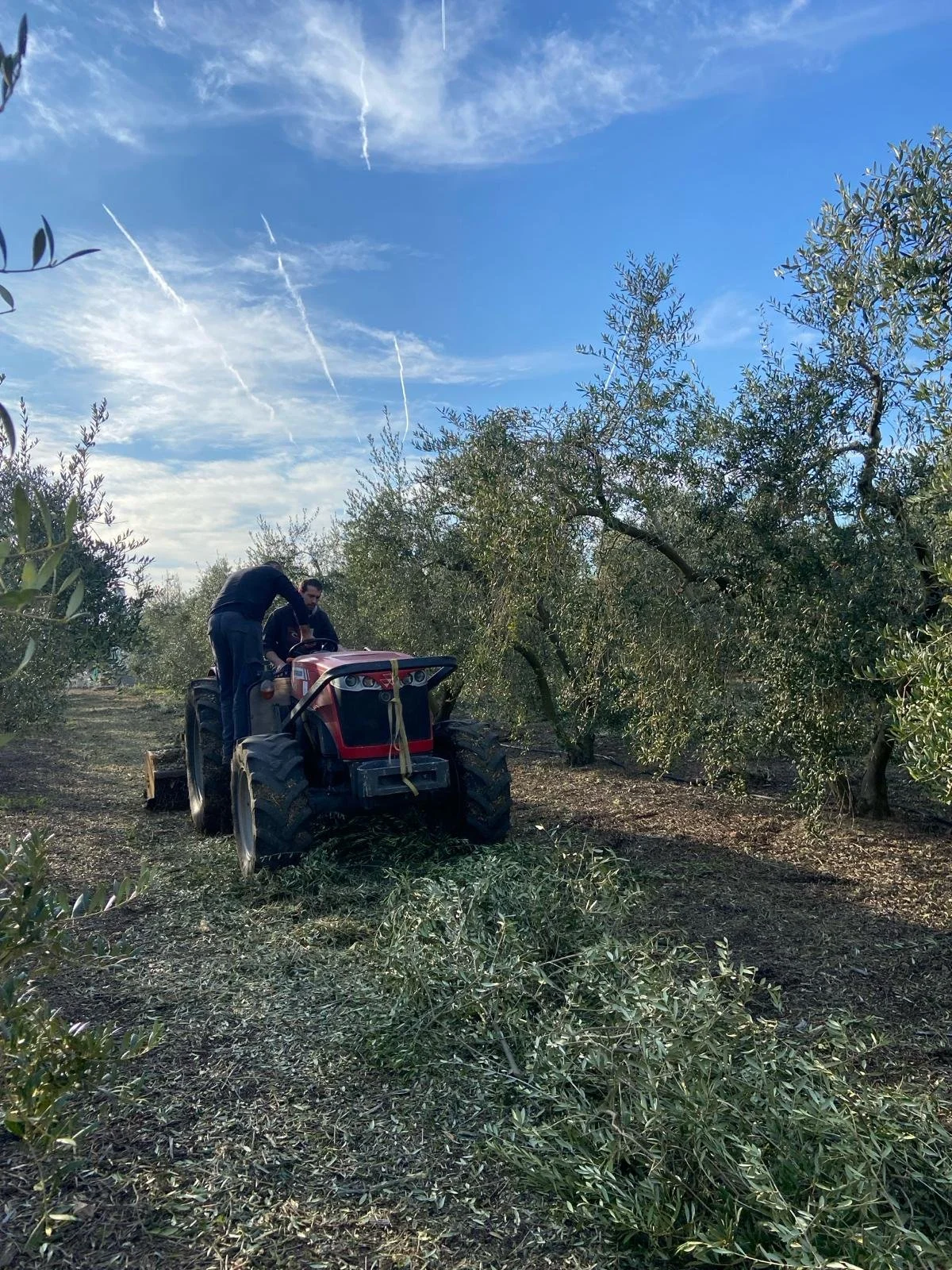 Dos hombres trabajan en un tractor en un campo de olivos durante un día soleado con cielo despejado y varias estelas en el cielo.