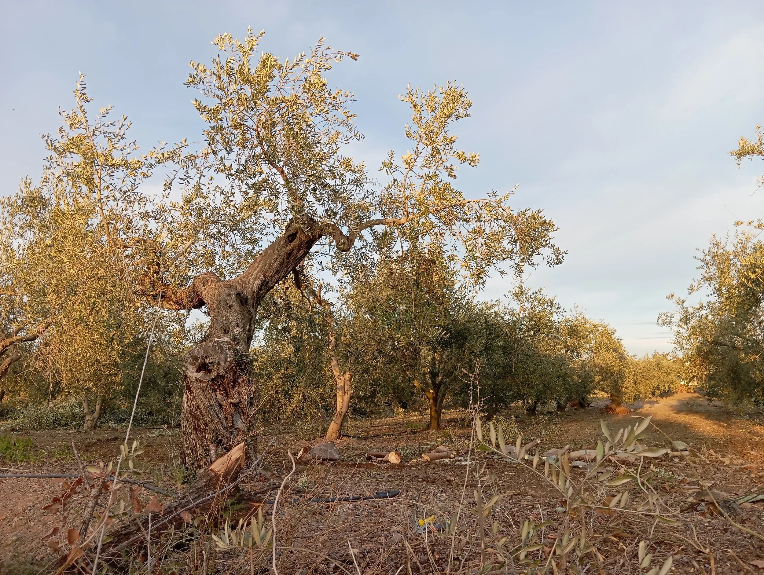 Árbol grande con ramas retorcidas y follaje denso, en un entorno natural con suelo árido y más árboles en el fondo, durante el atardecer o amanecer.