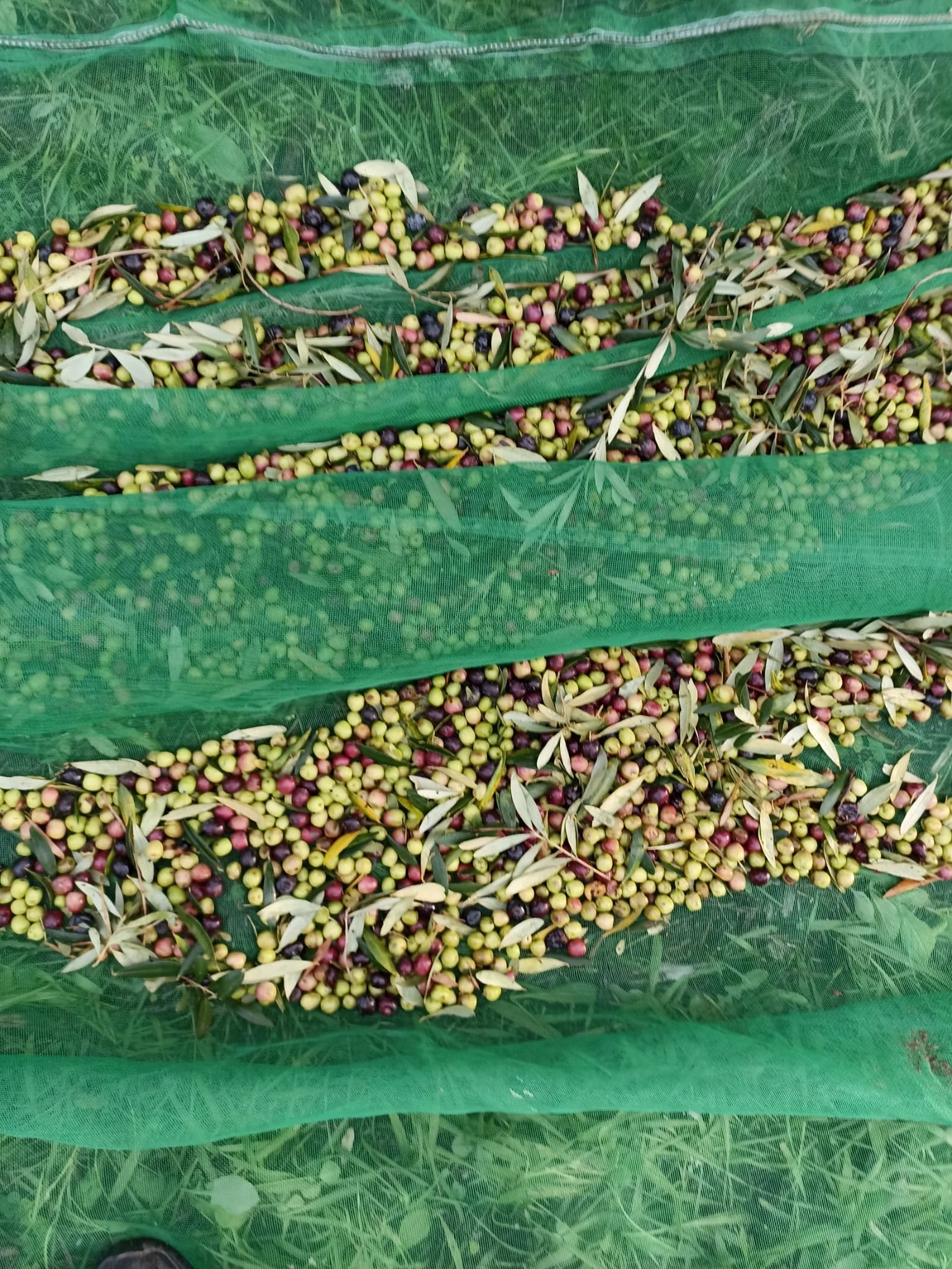 Colección de aceitunas verdes, negras y rosadas en malla verde para cosecha.