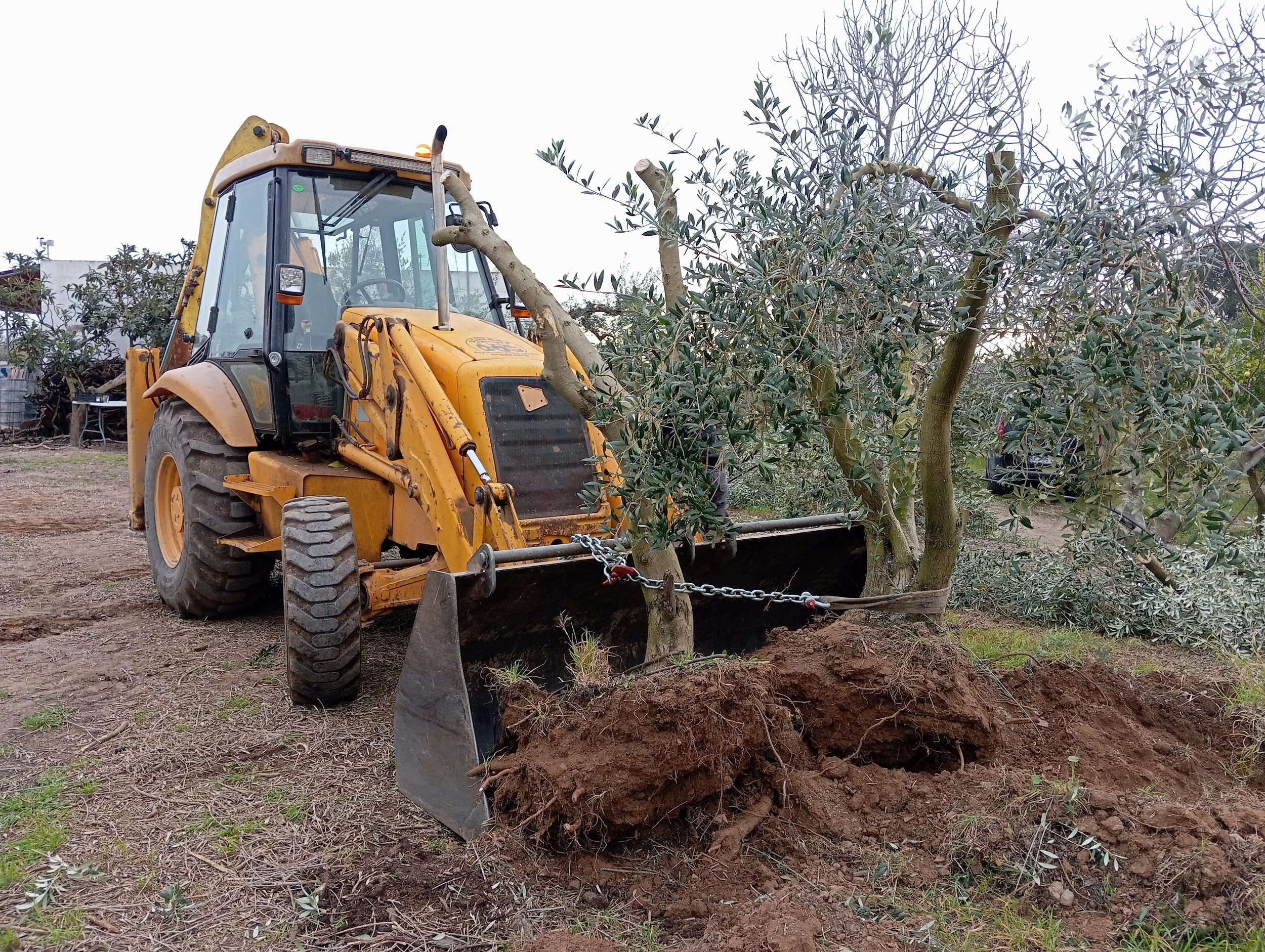 Una excavadora amarilla está cavando en el suelo en un campo con árboles y vegetación alrededor.