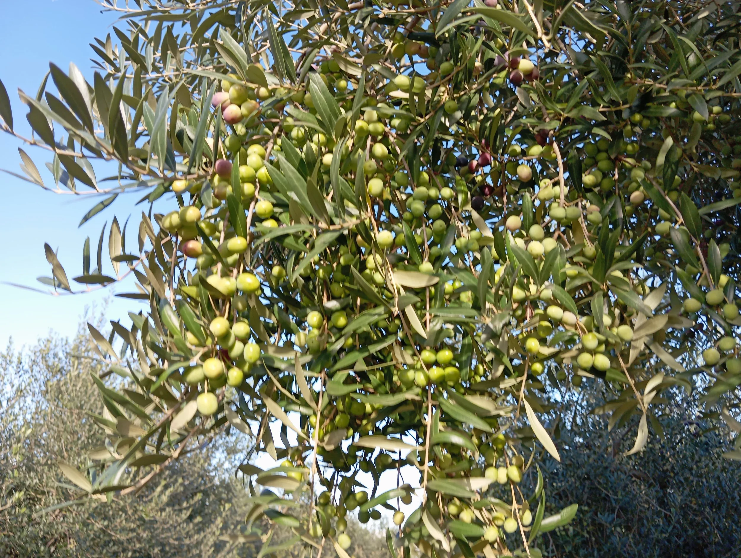 Ramo de olivos con ramas frondosas y muchas aceitunas verdes y moradas en el árbol, bajo un cielo despejado.