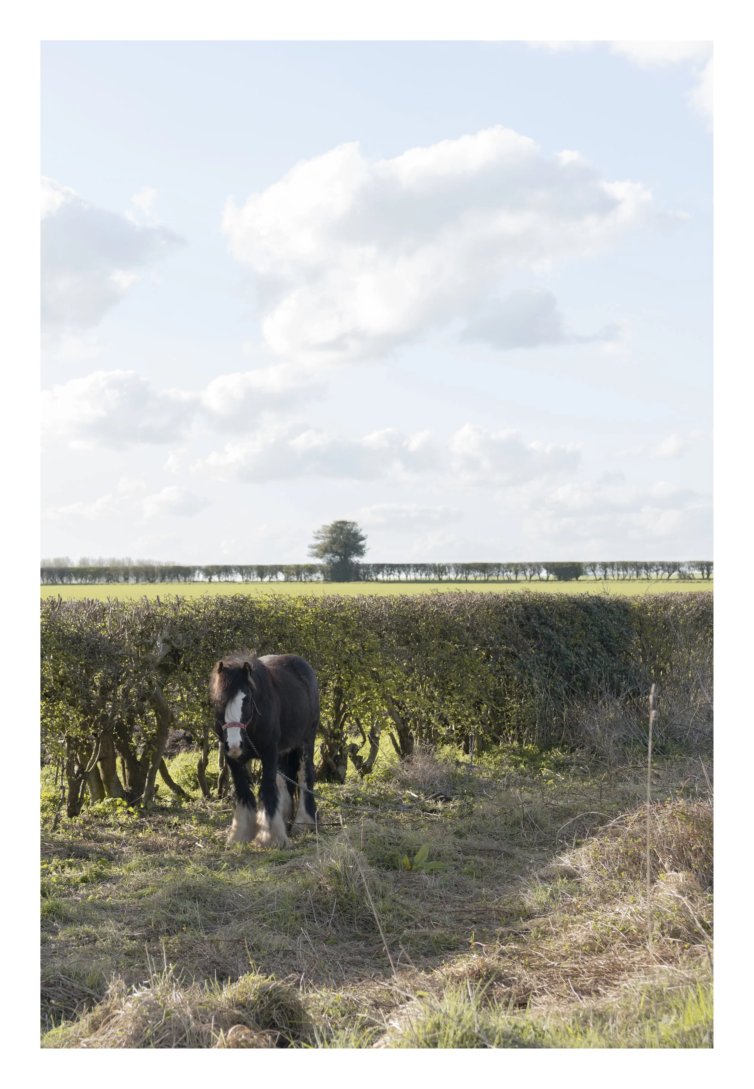 A black and white horse with a pink halter standing in front of a hedge, with a grassy field, a row of trees, and a partly cloudy sky in the background.