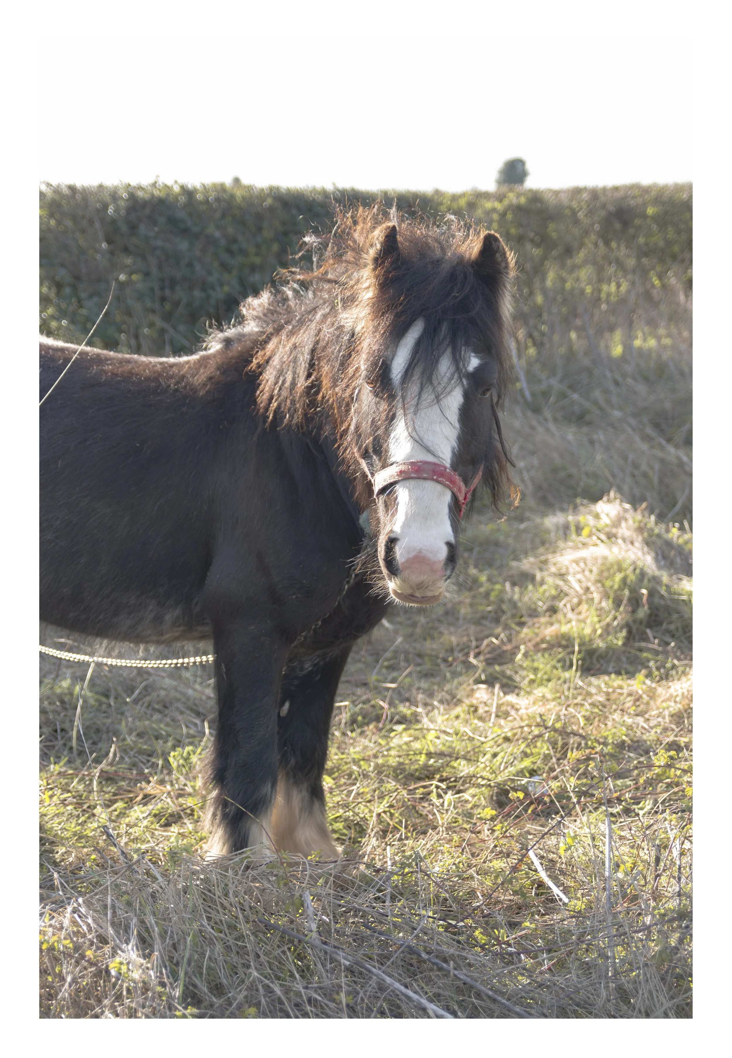 A black and white horse standing in a grassy field with a hedge and a tree in the background under bright sunlight.