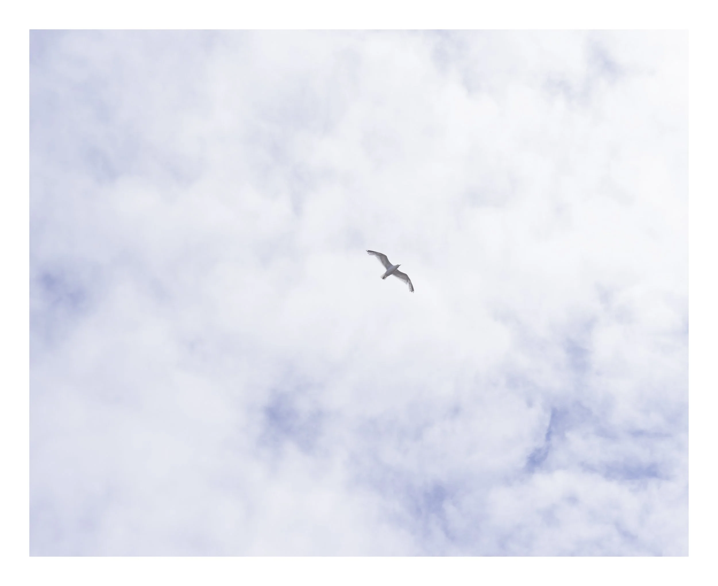 A seagull flying in a cloudy sky.