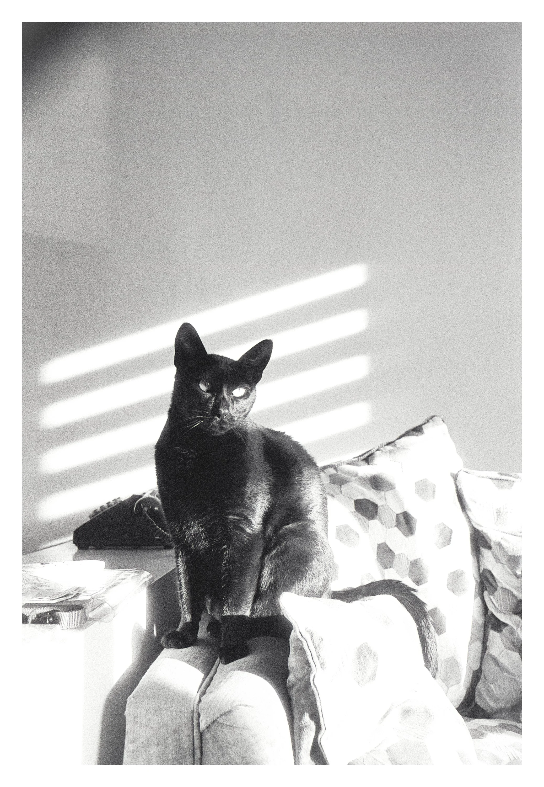 Black cat sitting on a person's lap on a bed, with closed eyes, in a room with striped curtains and a pillow with a geometric pattern.