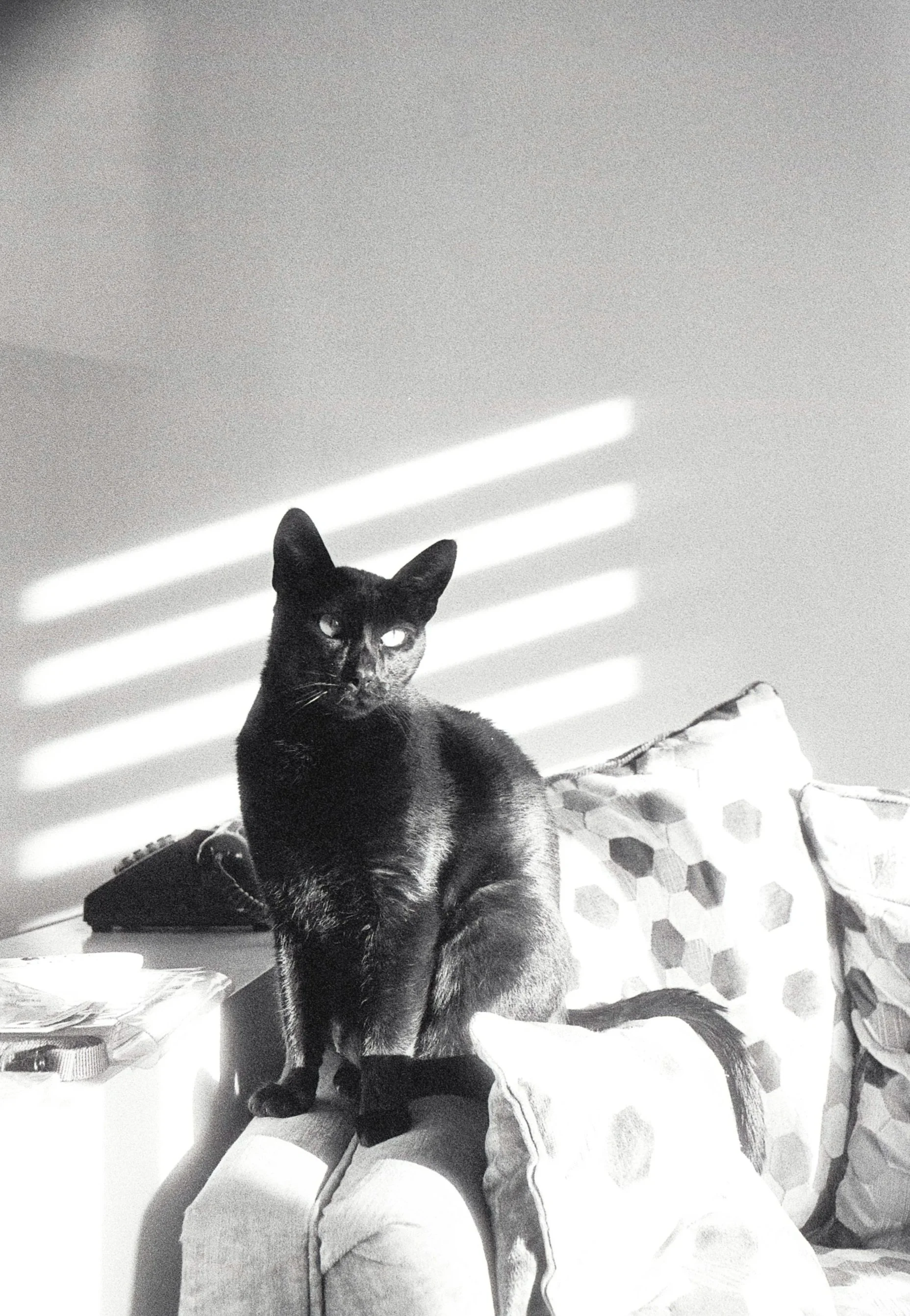 A black cat with piercing eyes sitting on a white and grey hexagon patterned blanket on a bed, with sunlight creating striped shadows on a white wall behind.