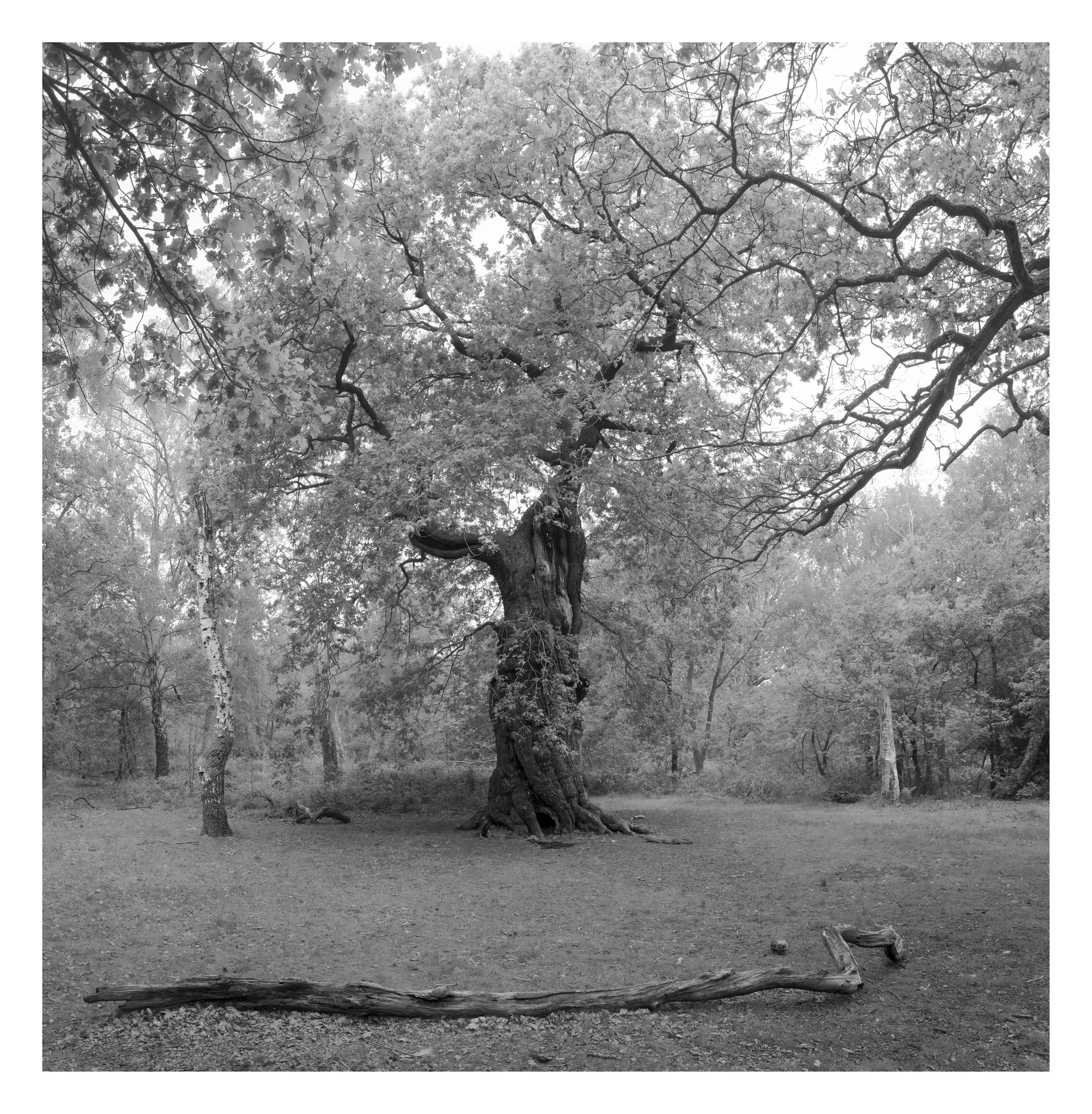 Black and white photograph of a large tree with twisted branches and a thick trunk, situated in an open area with grass and a fallen log in the foreground.