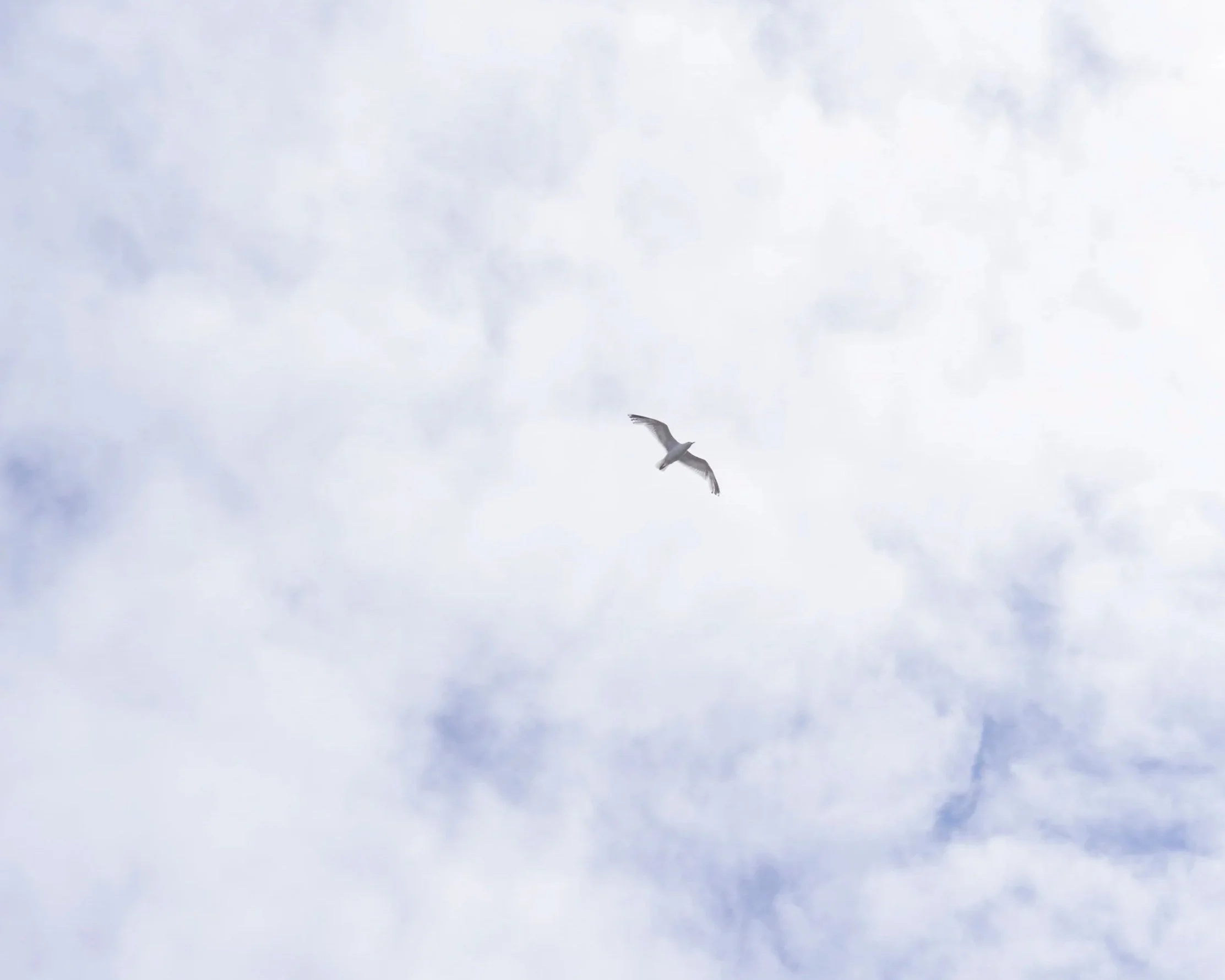 A bird soaring in a cloudy sky.