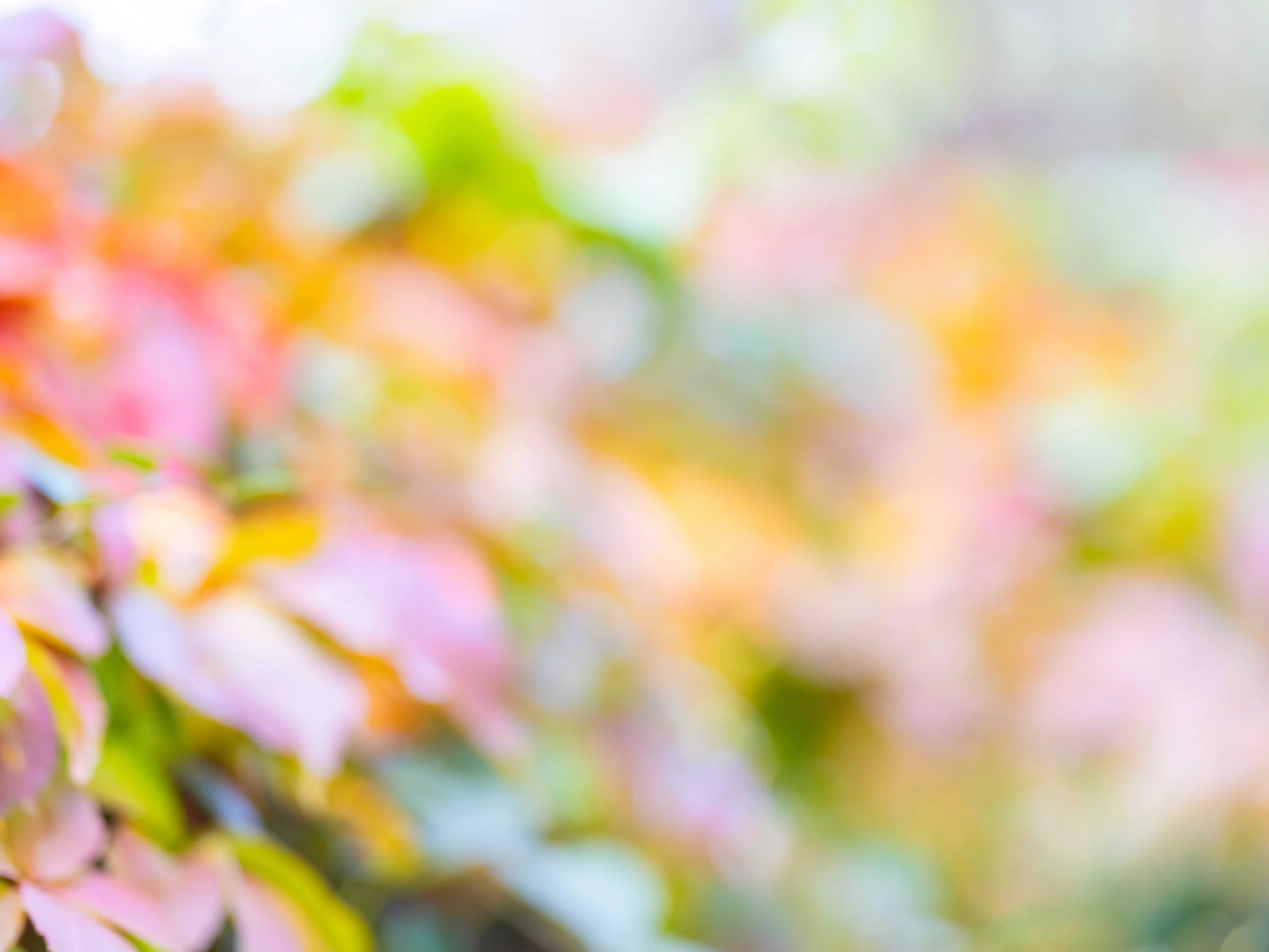 Das Bild zeigt eine nahaufnahme von bunten Blüten, die unscharf im Hintergrund sind.