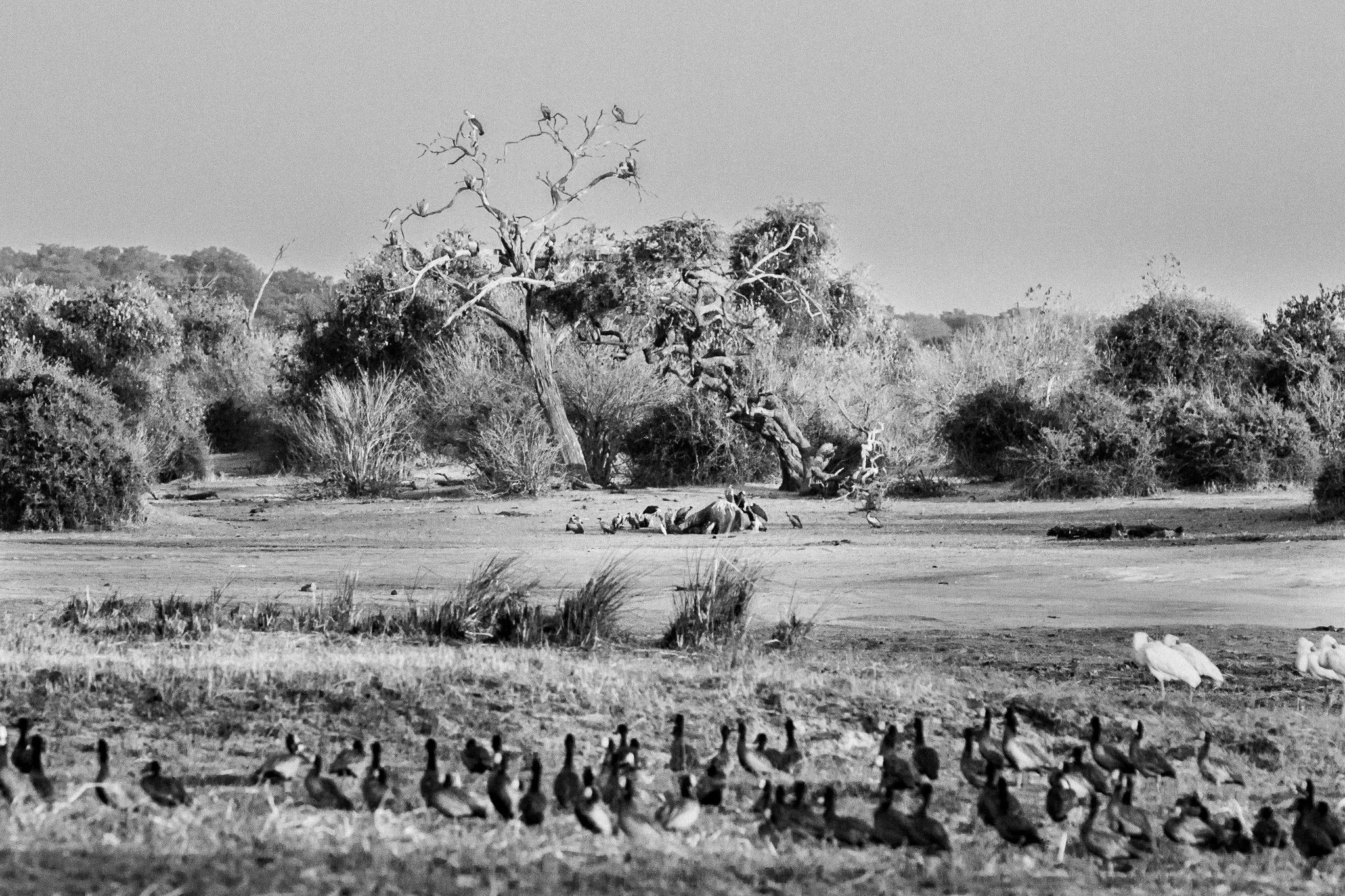 89.Carroñeros.P.N.Chobe.jpg