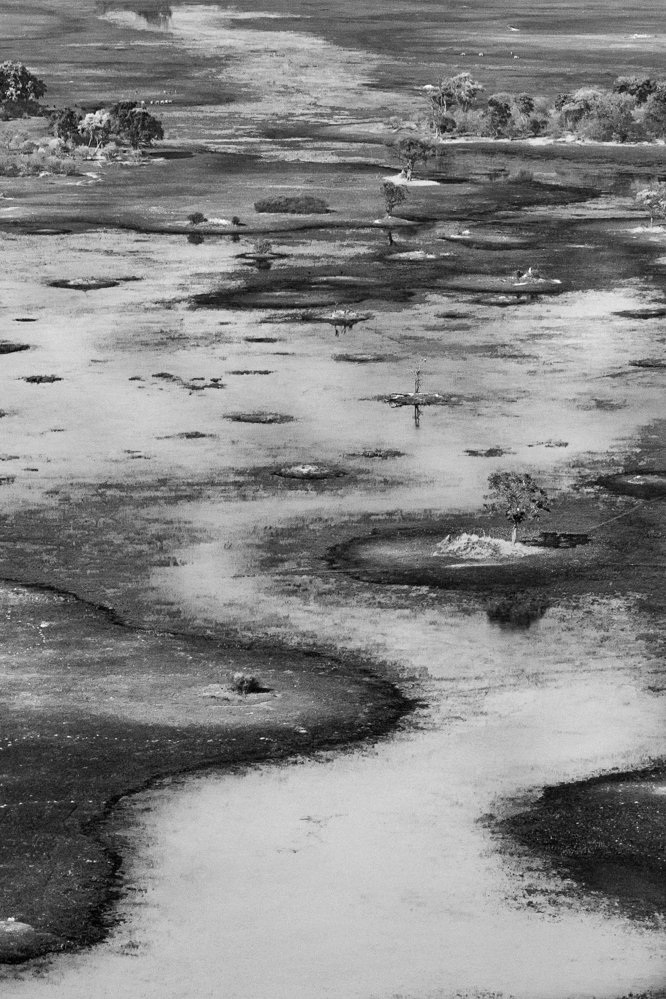 65. Delta del Okavango 16.jpg