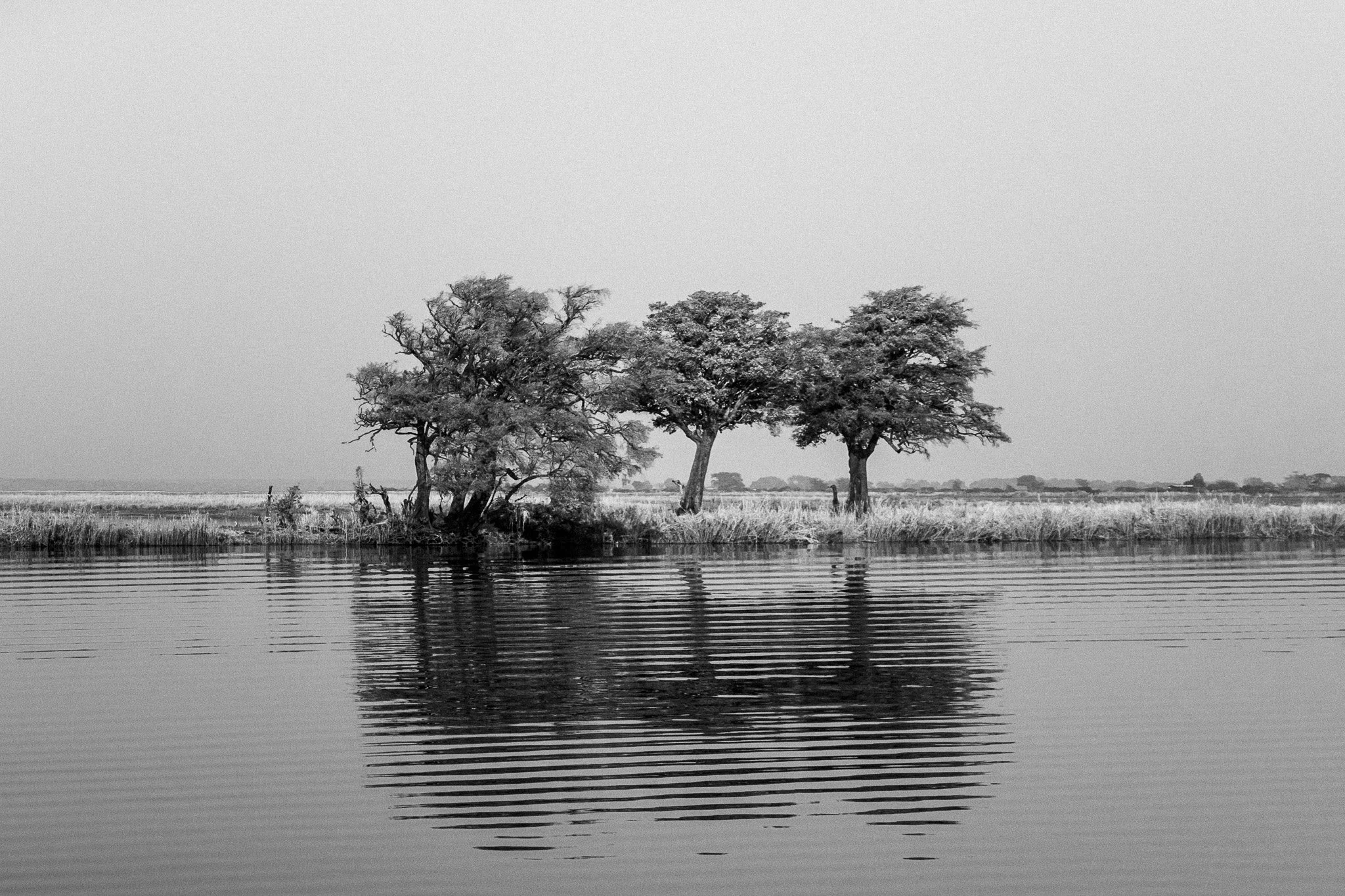 87. Las tres acacias. P.N. Chobe.jpg