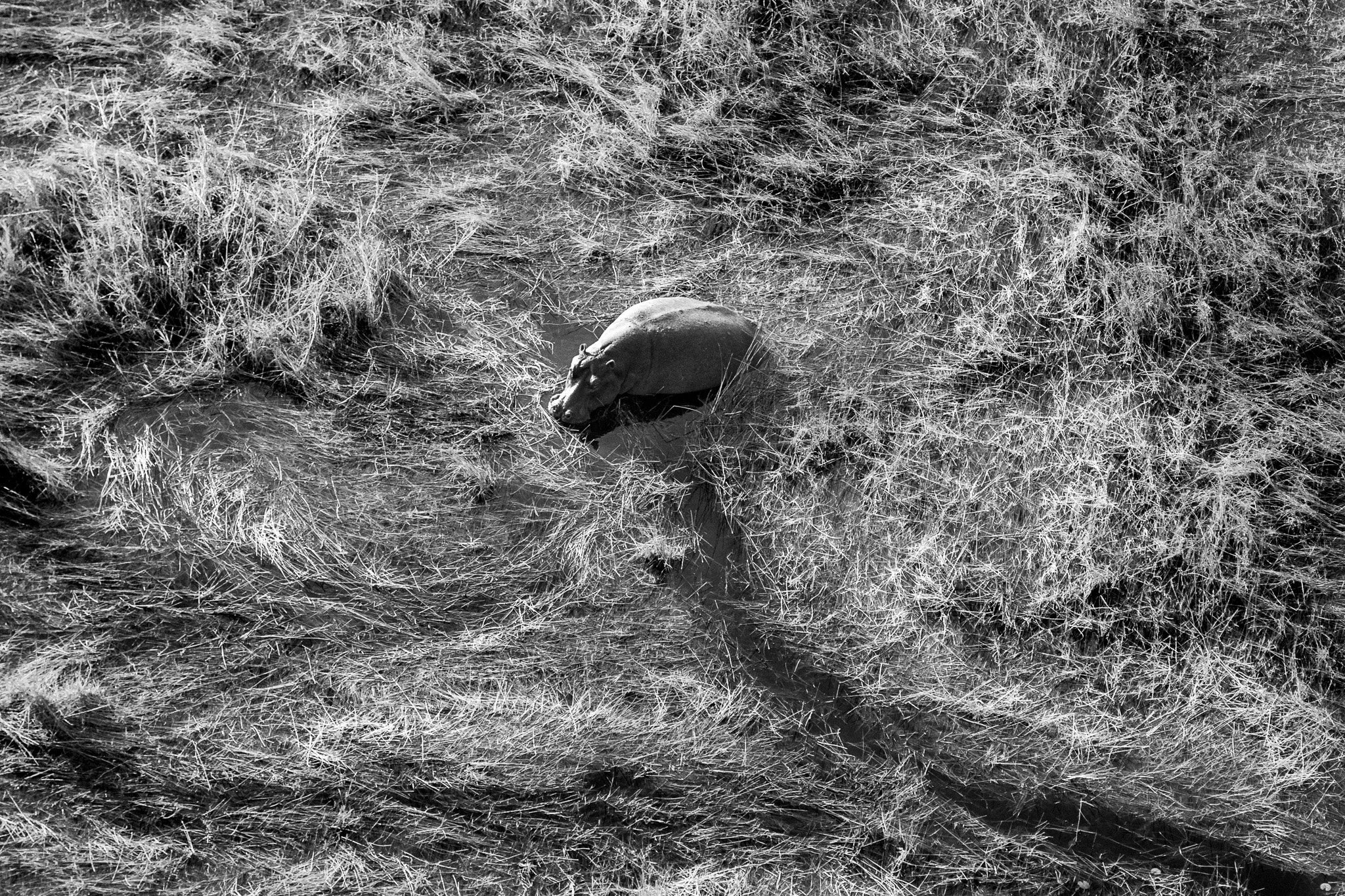 37. Hipopotamo. Delta del Okavango.jpg