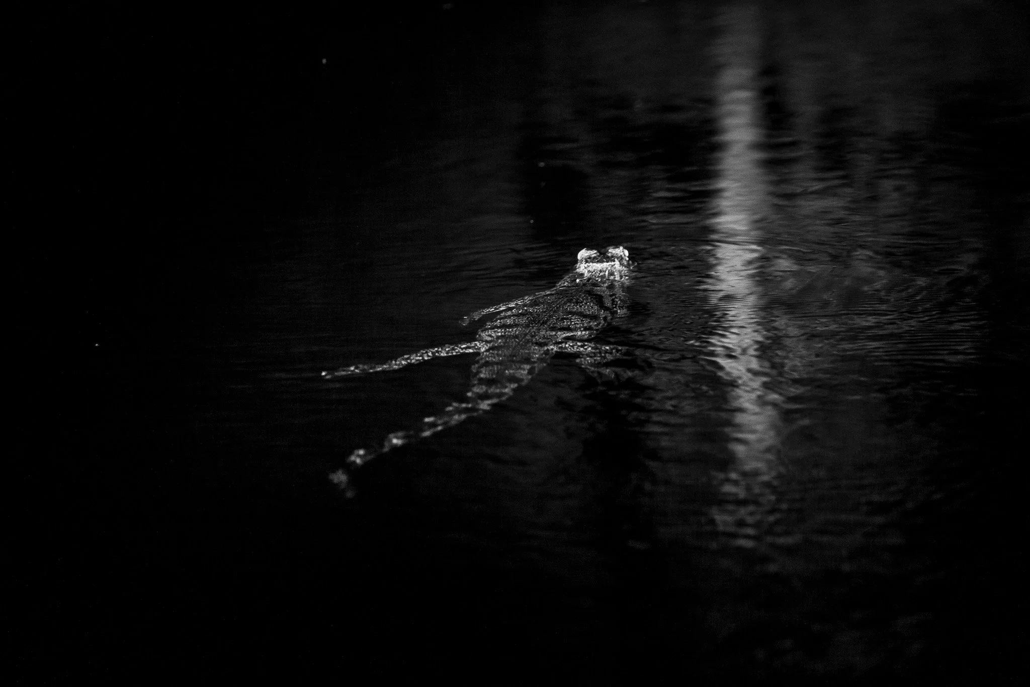 39. Caiman. Delta del Okavango_.jpg