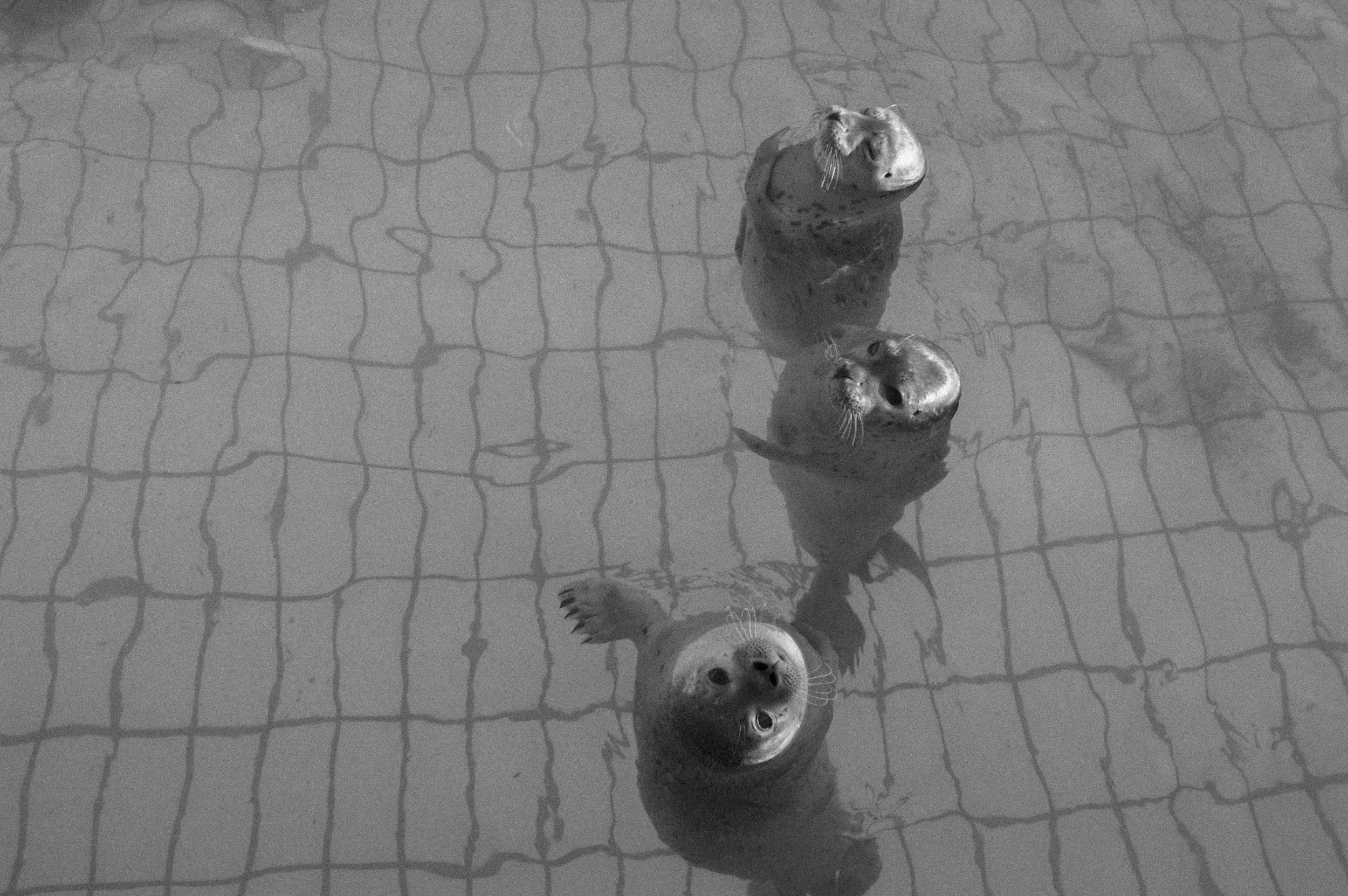 ZEEHONDENCRÈCHE