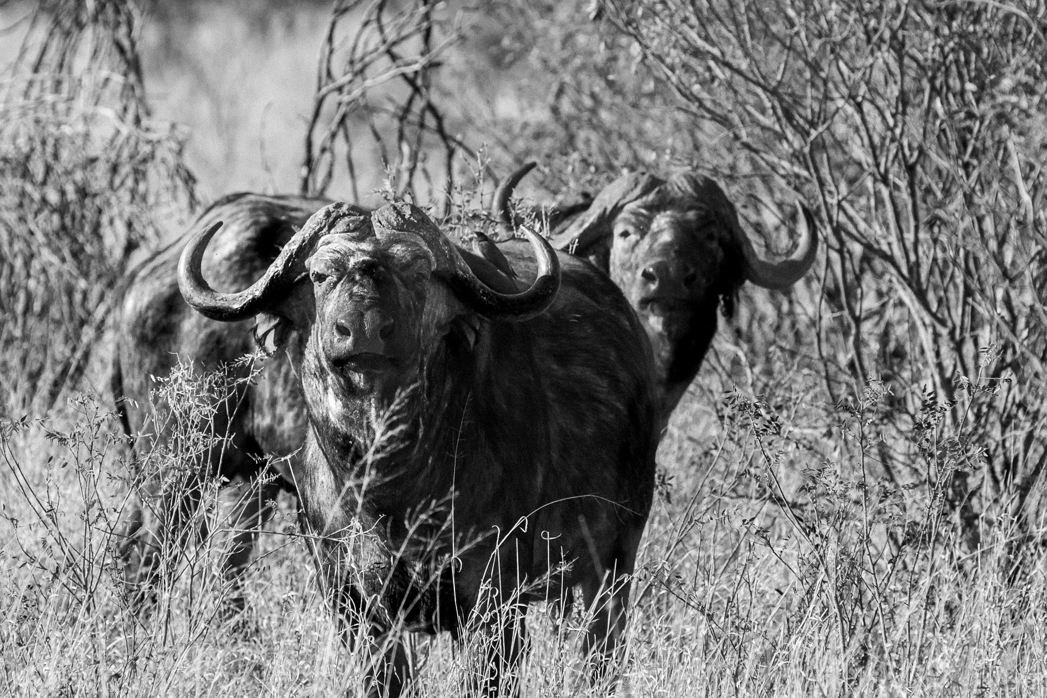 18. Bufalo Cafre.Elephant Sands.jpg