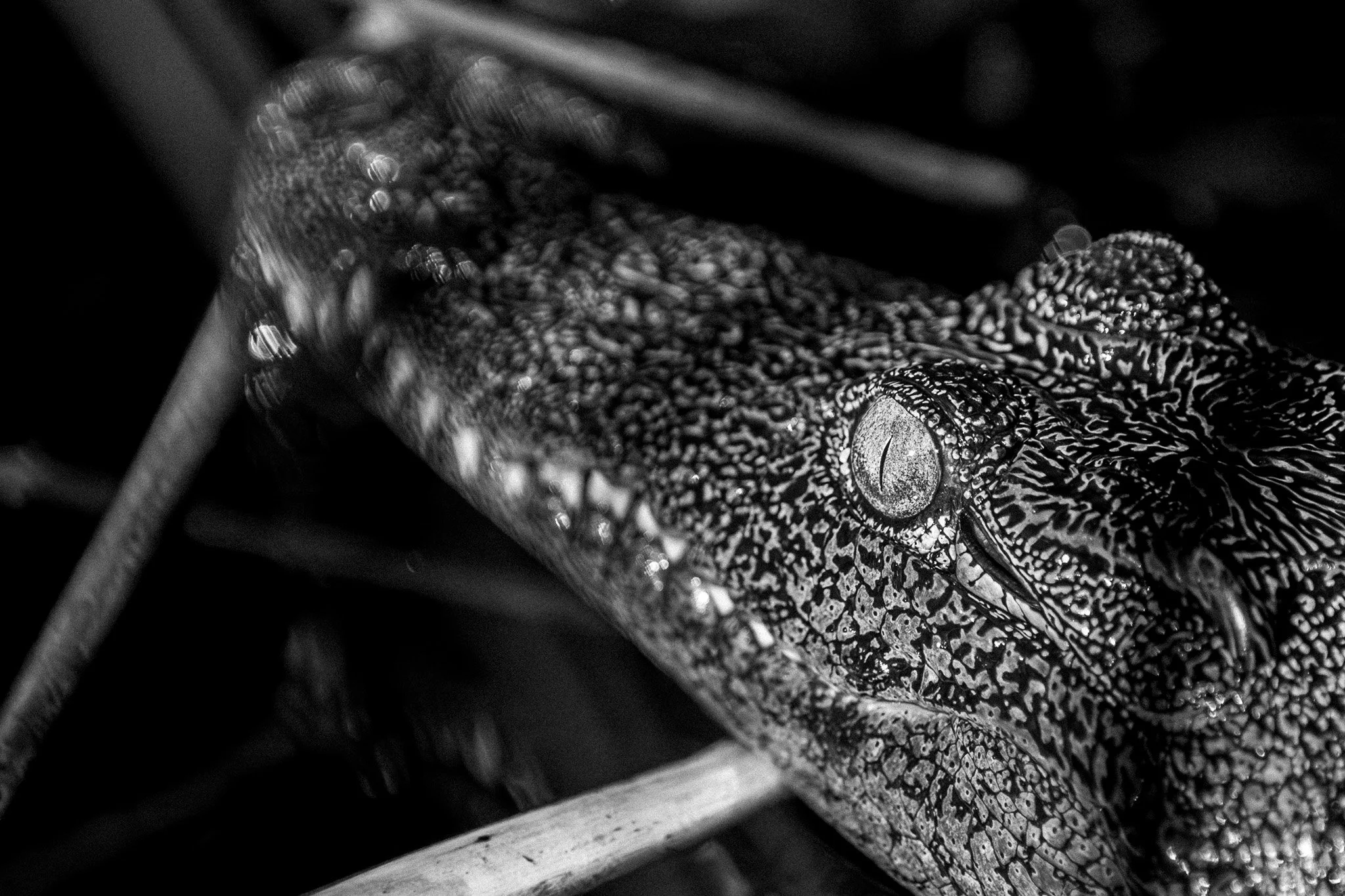 40. Caiman. Delta del Okavango  2.jpg