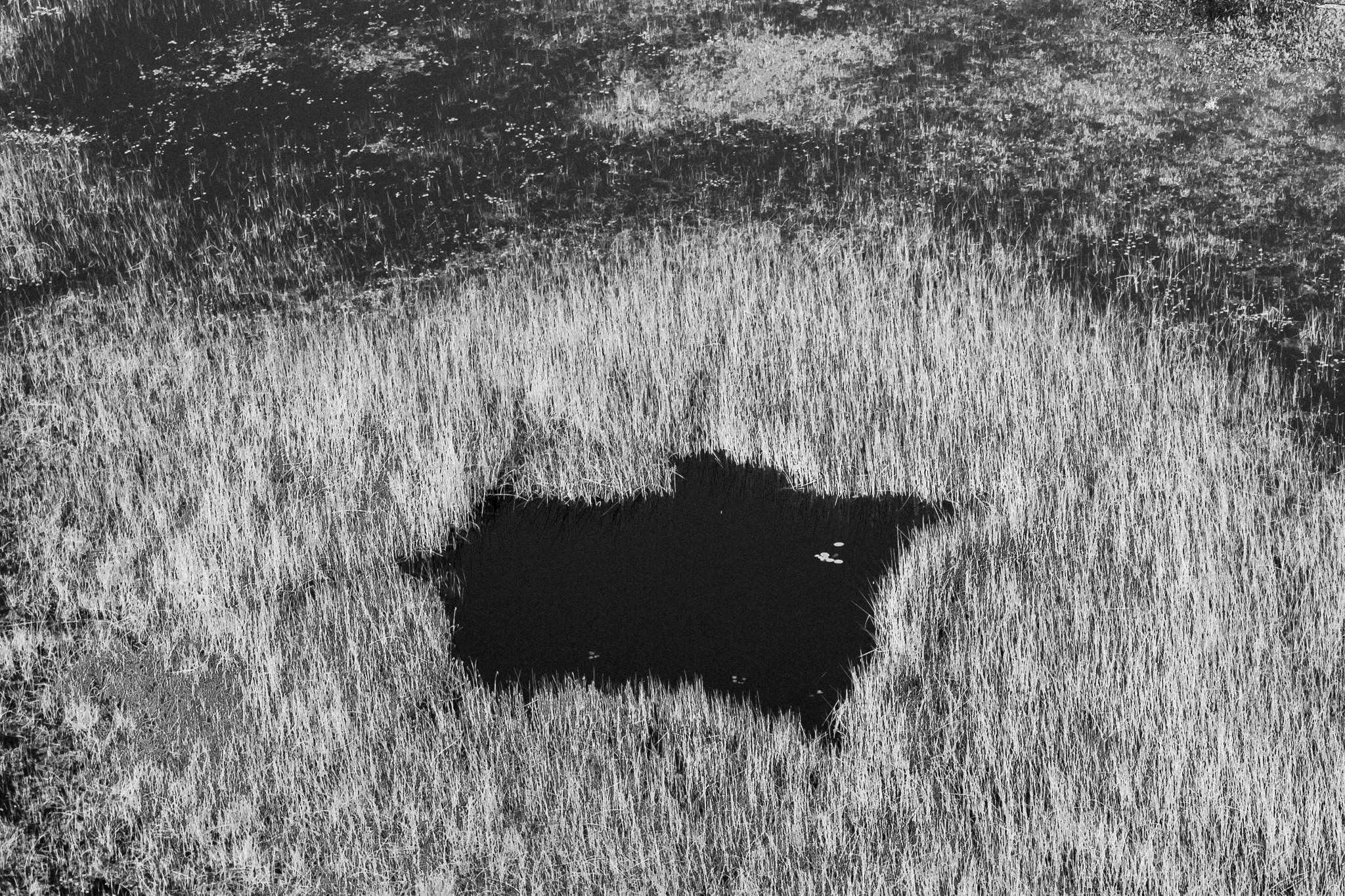 38. Delta del Okavango 7.jpg