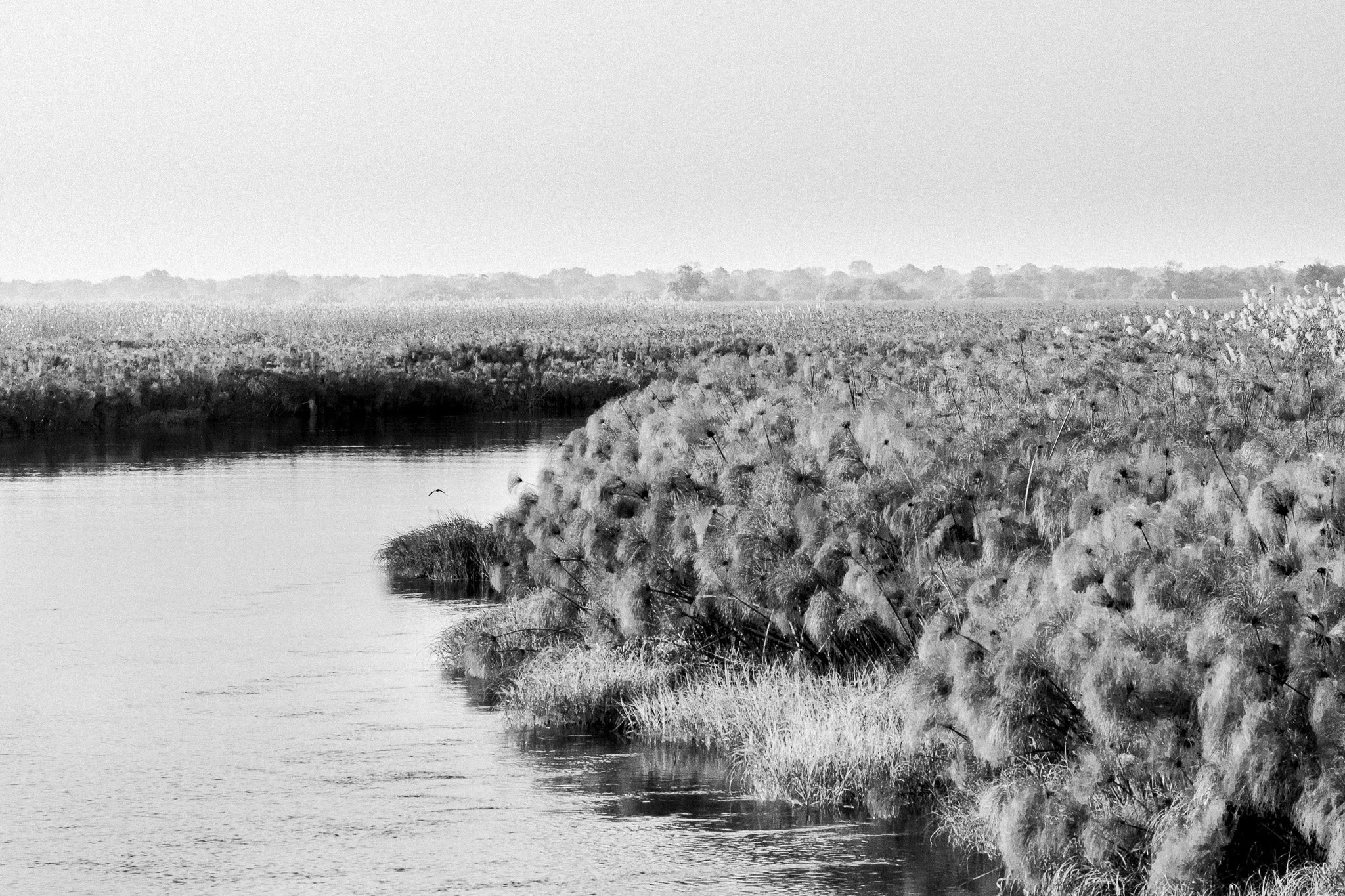 60. Papiros. Delta del Okavango.jpg