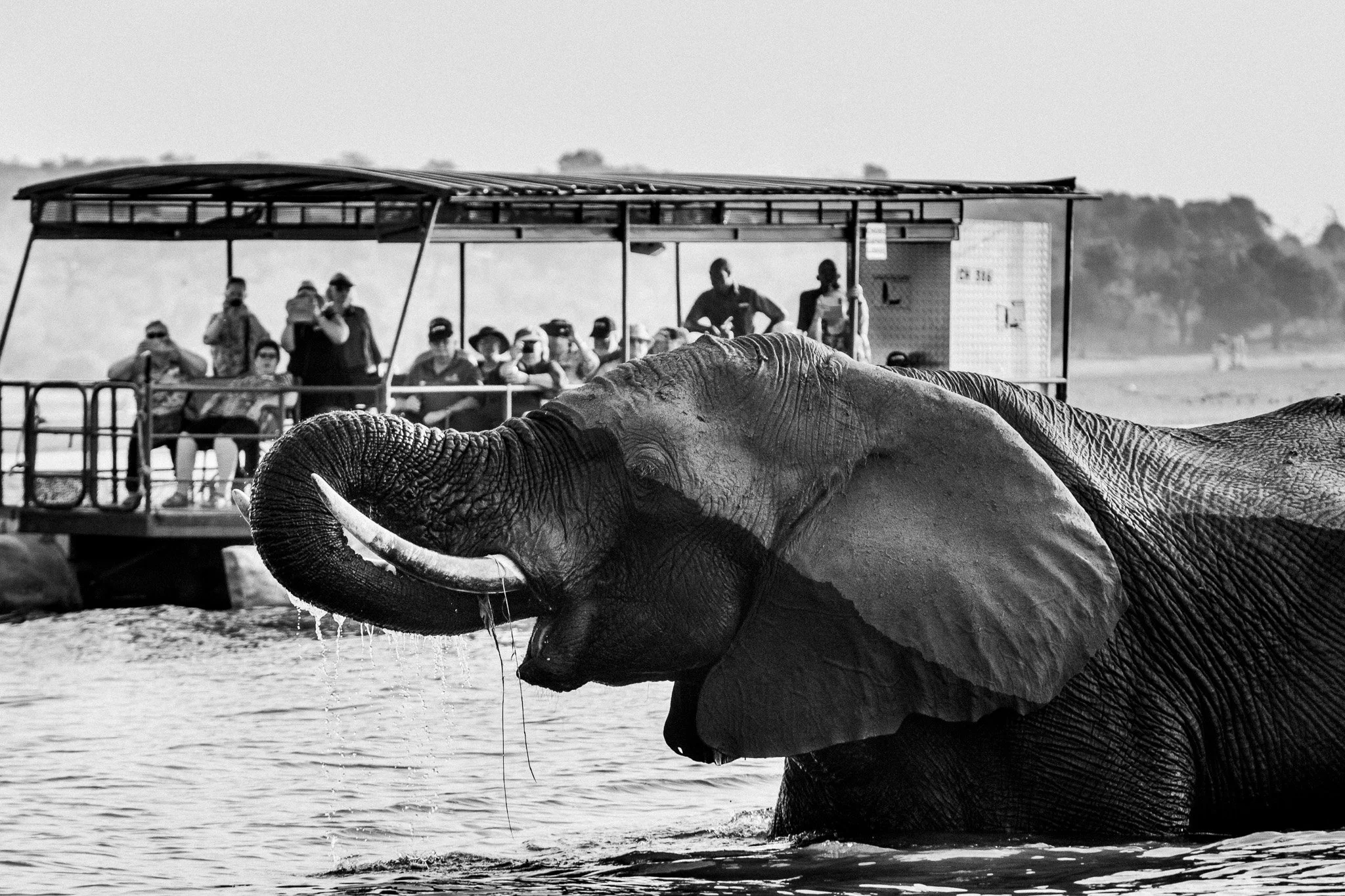 84. Turistas. P.N. Chobe.jpg