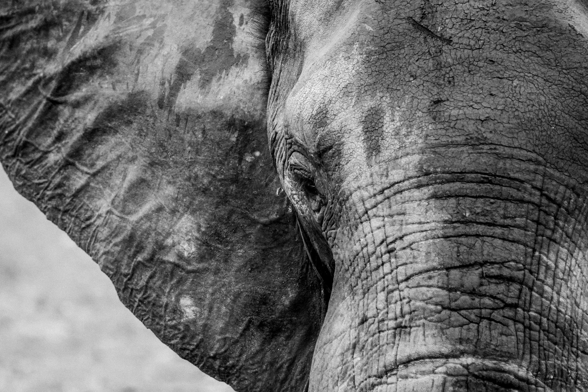 2. Mirada de Elefante.jpg