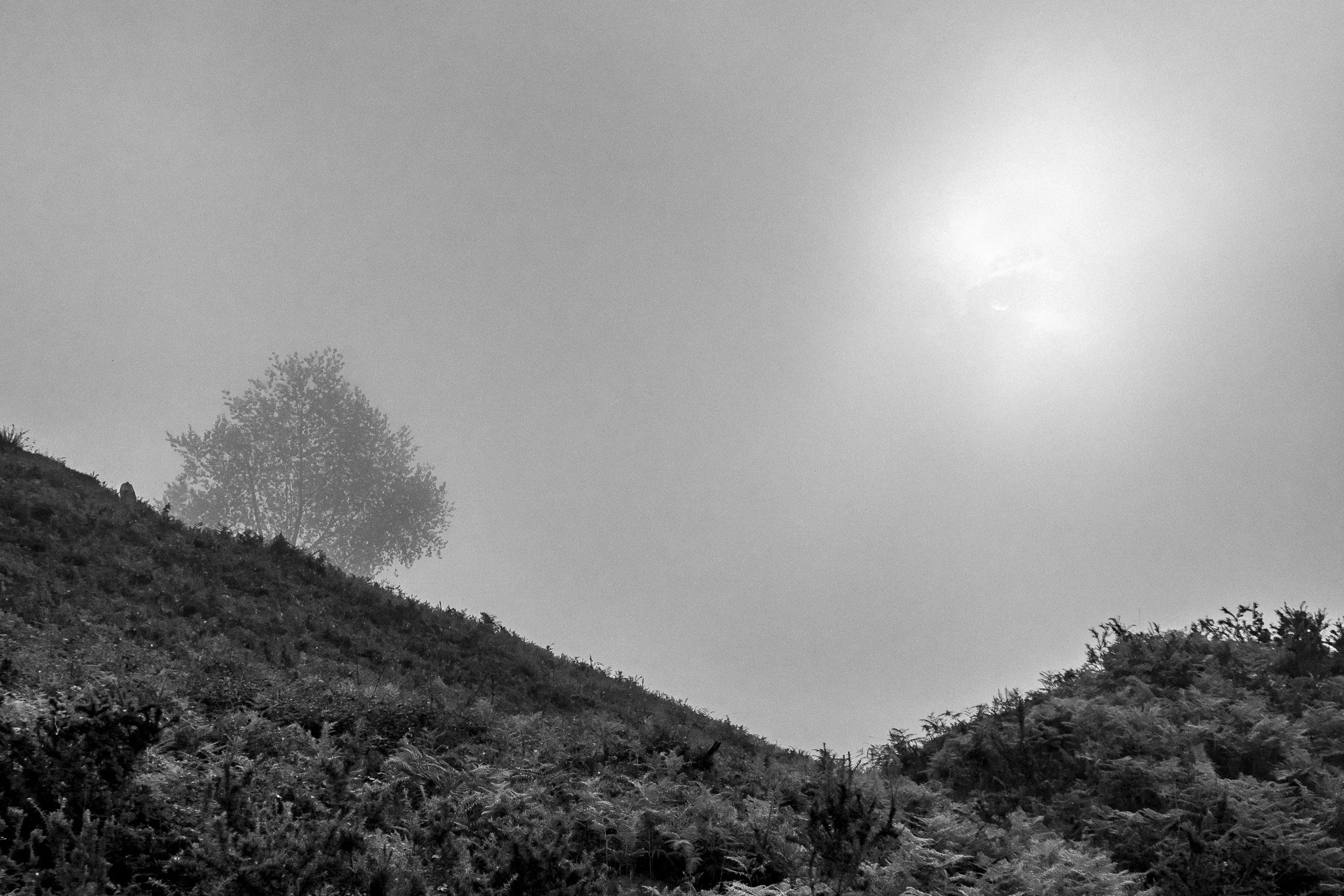 2.Niebla.jpg