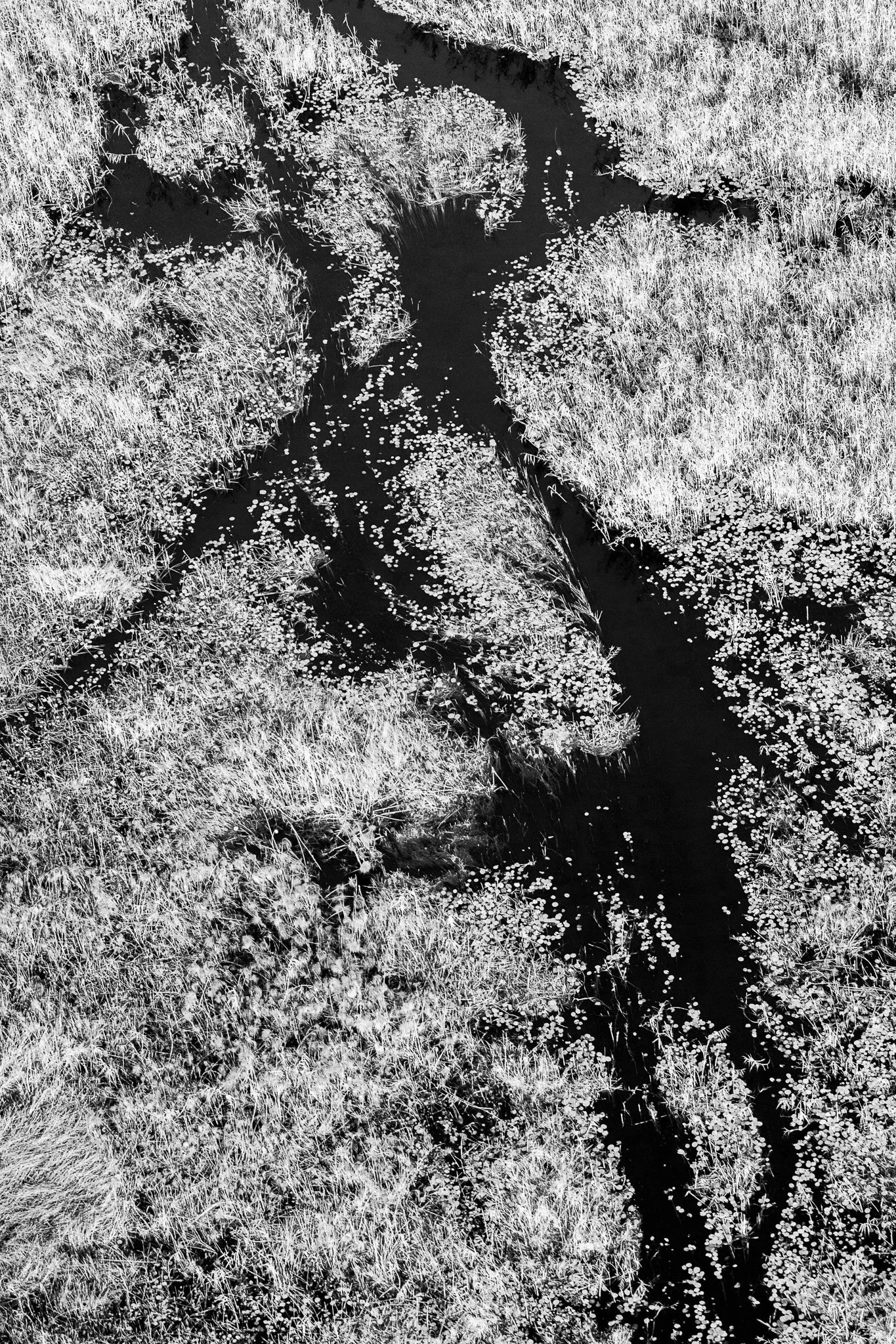 31. Delta del Okavango 2.jpg