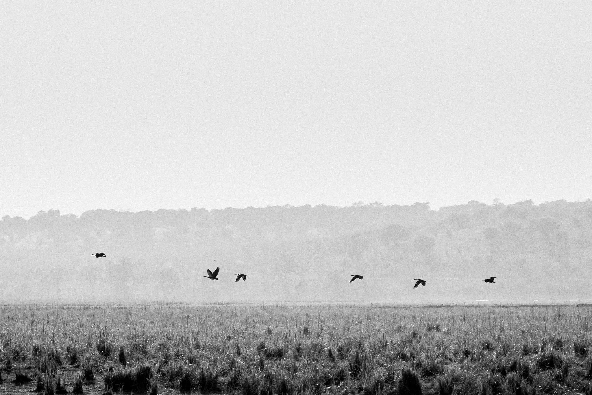92.Grullas.P.N.Chobe.jpg