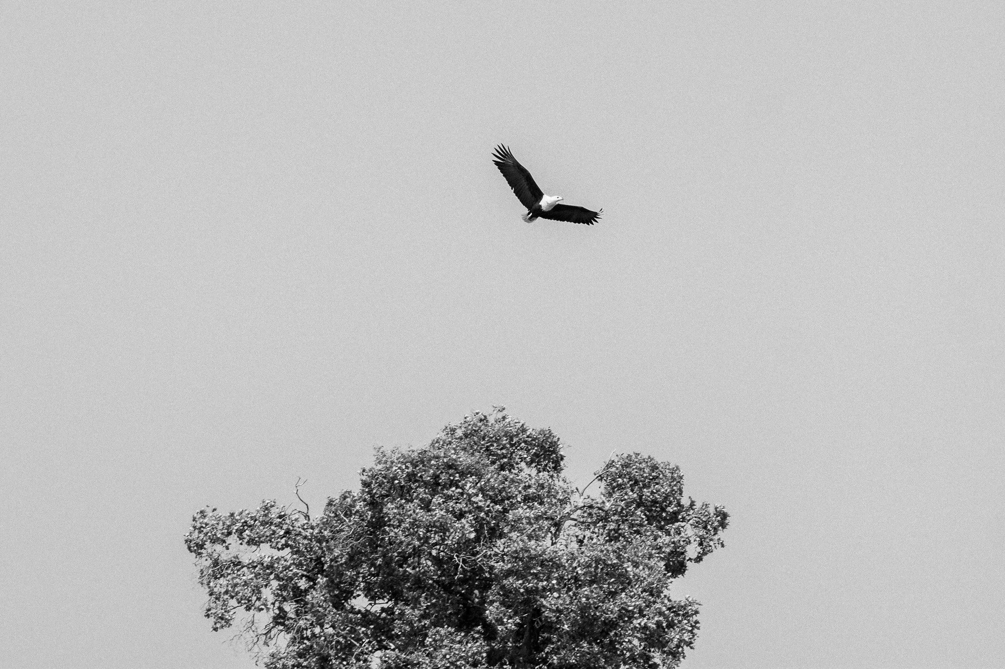 48.Aguila Pescadora .Delta del Okavango_.jpg