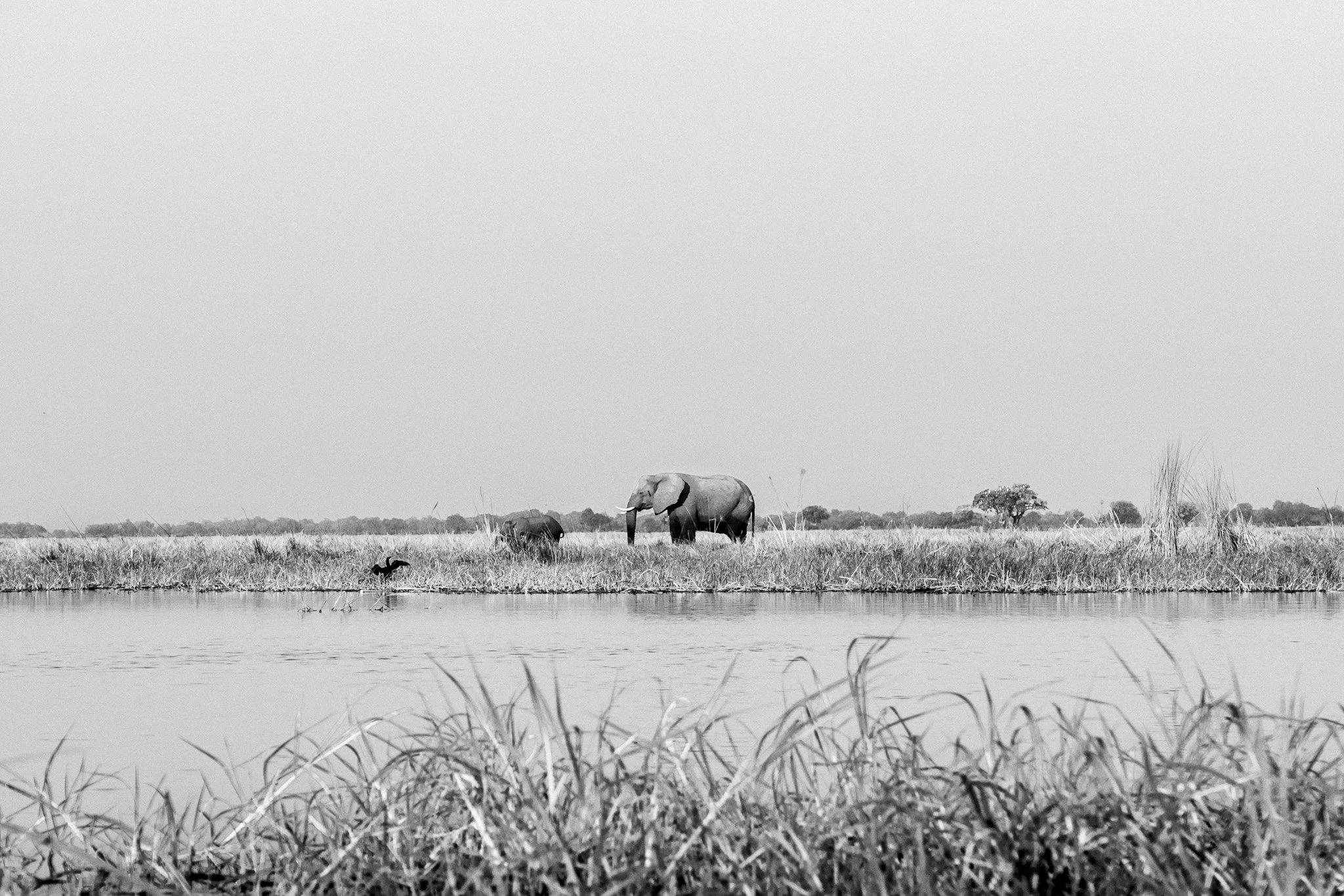 56. Elefante 2. Delta del Okavango_.jpg