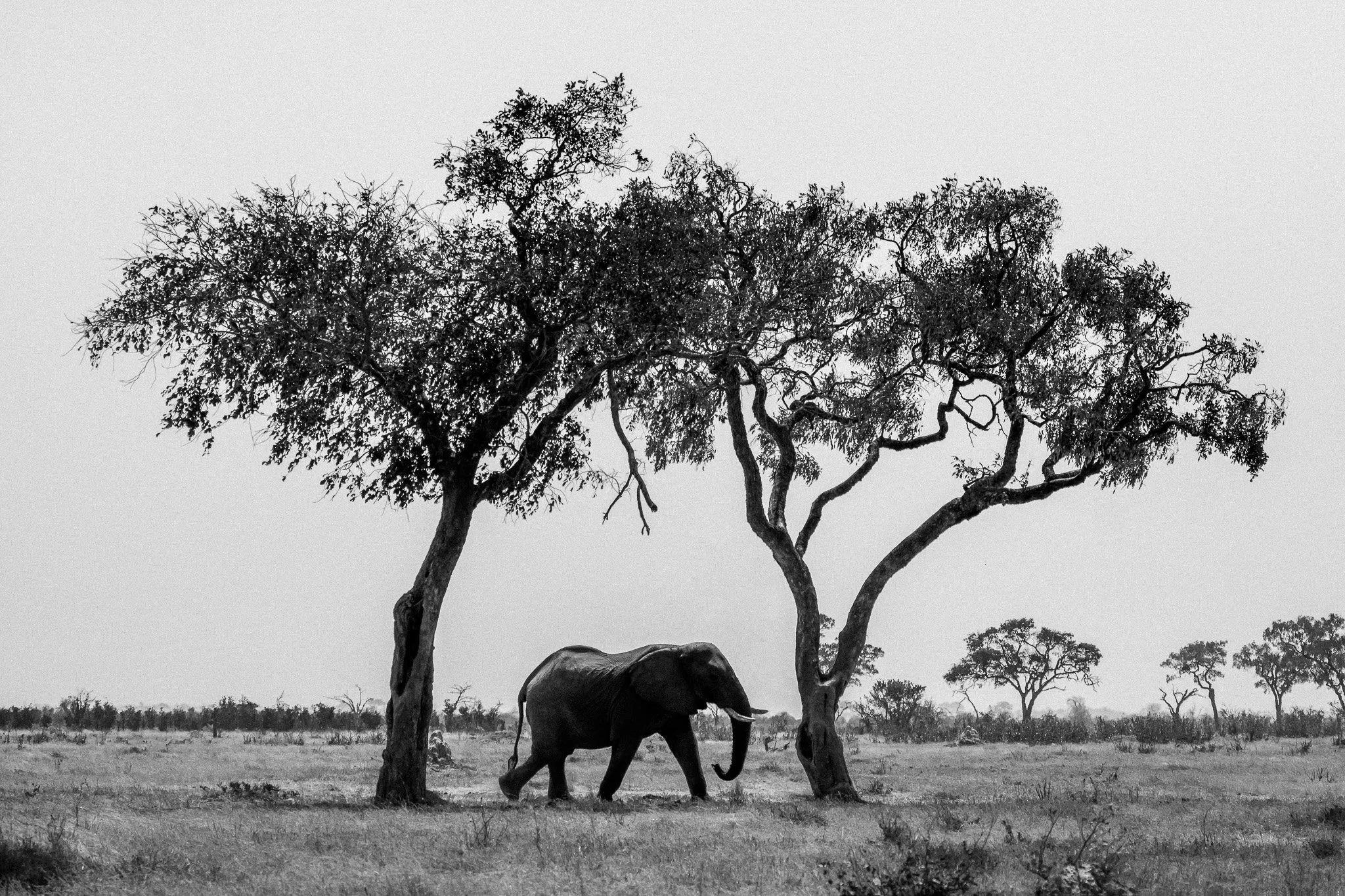 77. Elefante y Acacias. Moremi.jpg