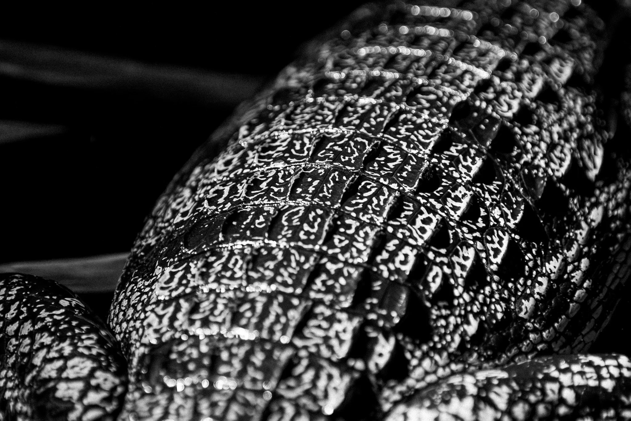 41. Caiman. Delta del Okavango  3.jpg