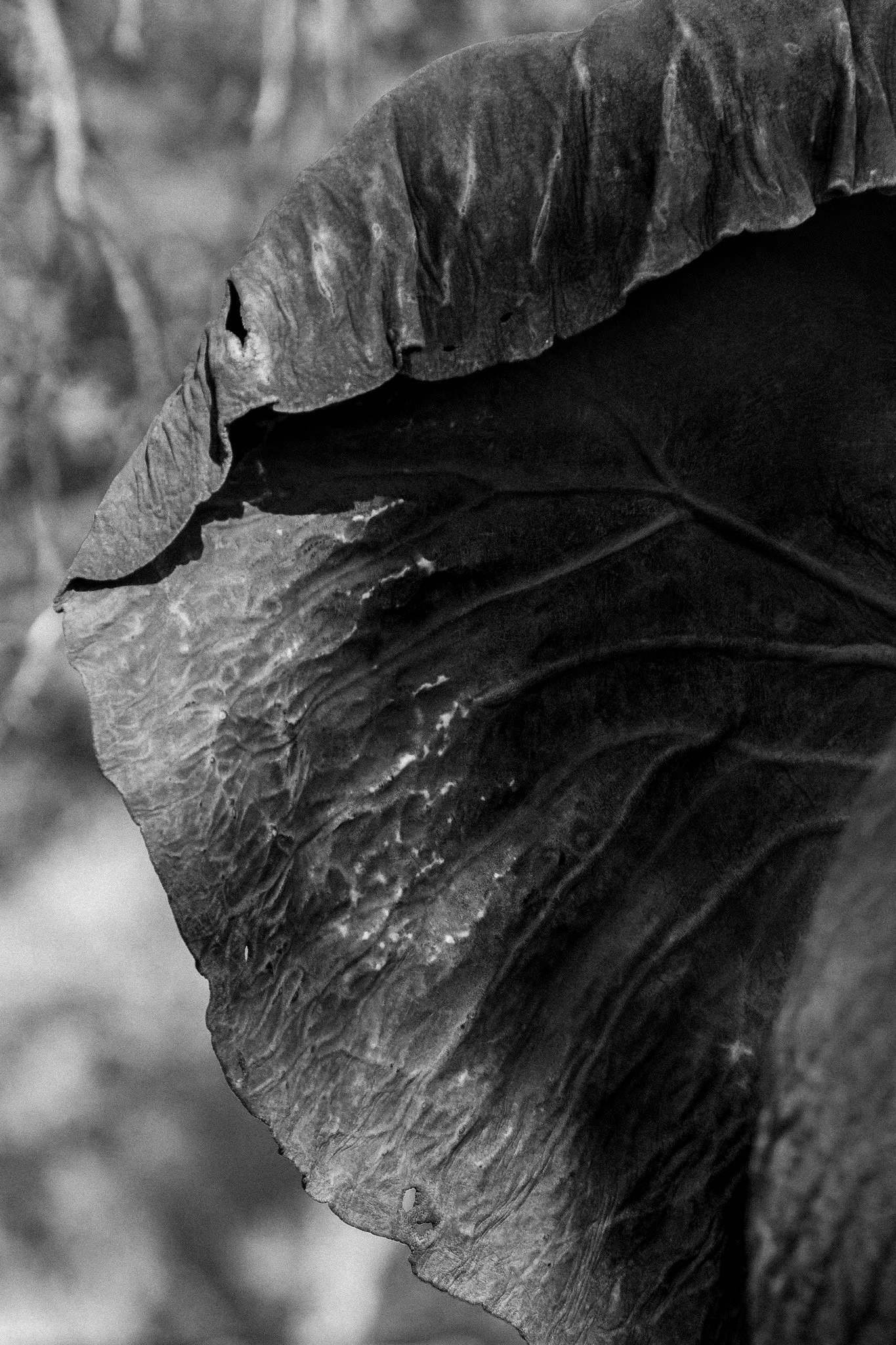 70. Oreja elefante. Moremi.jpg