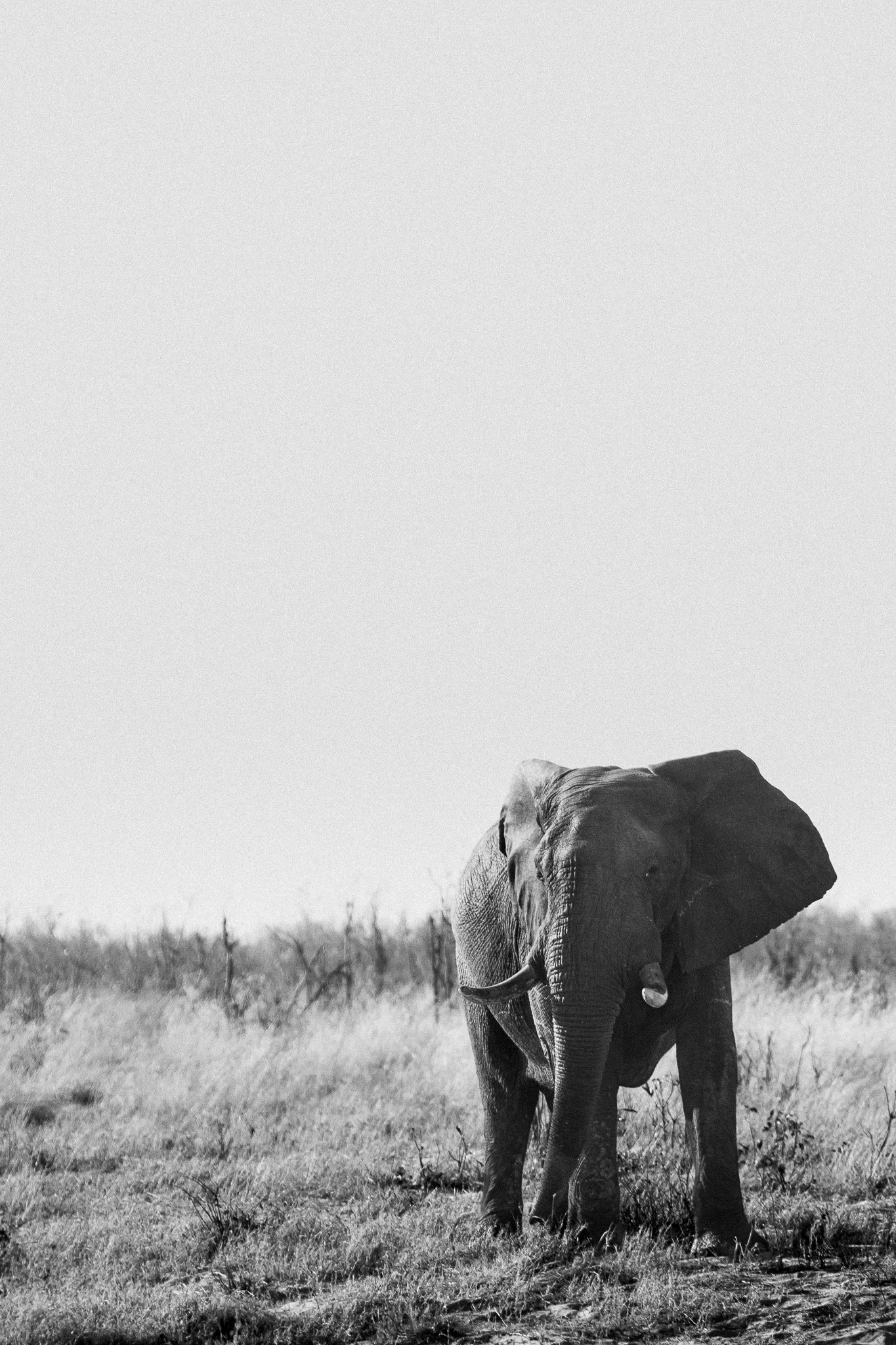 17.Elefante.Elephant Sands.jpg