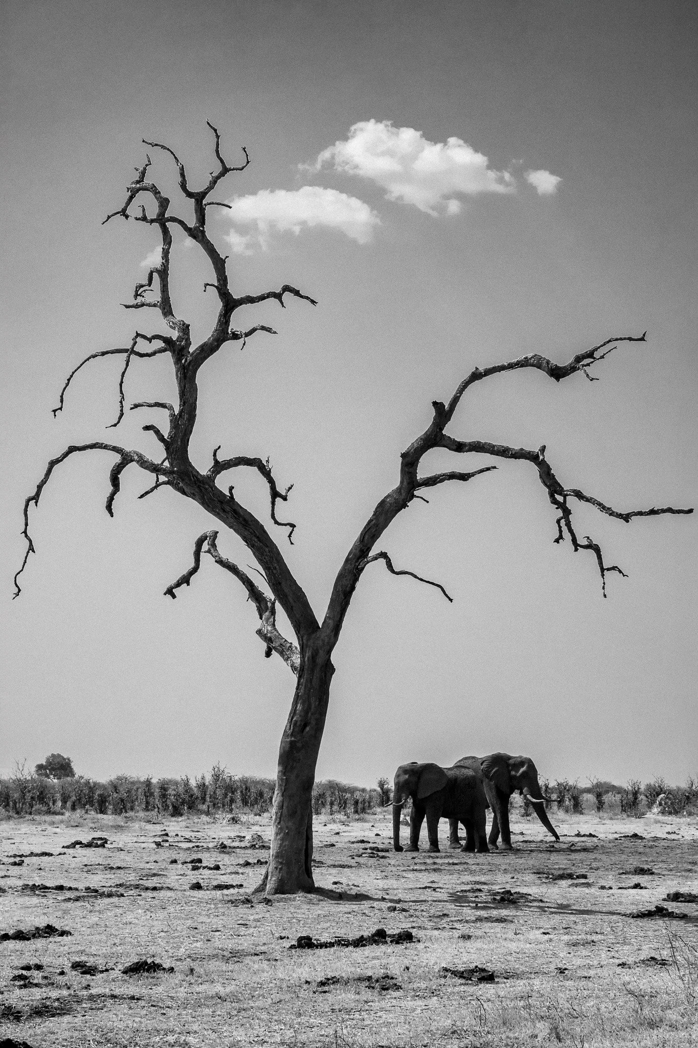 78. Elefante nubes. Moremi.jpg