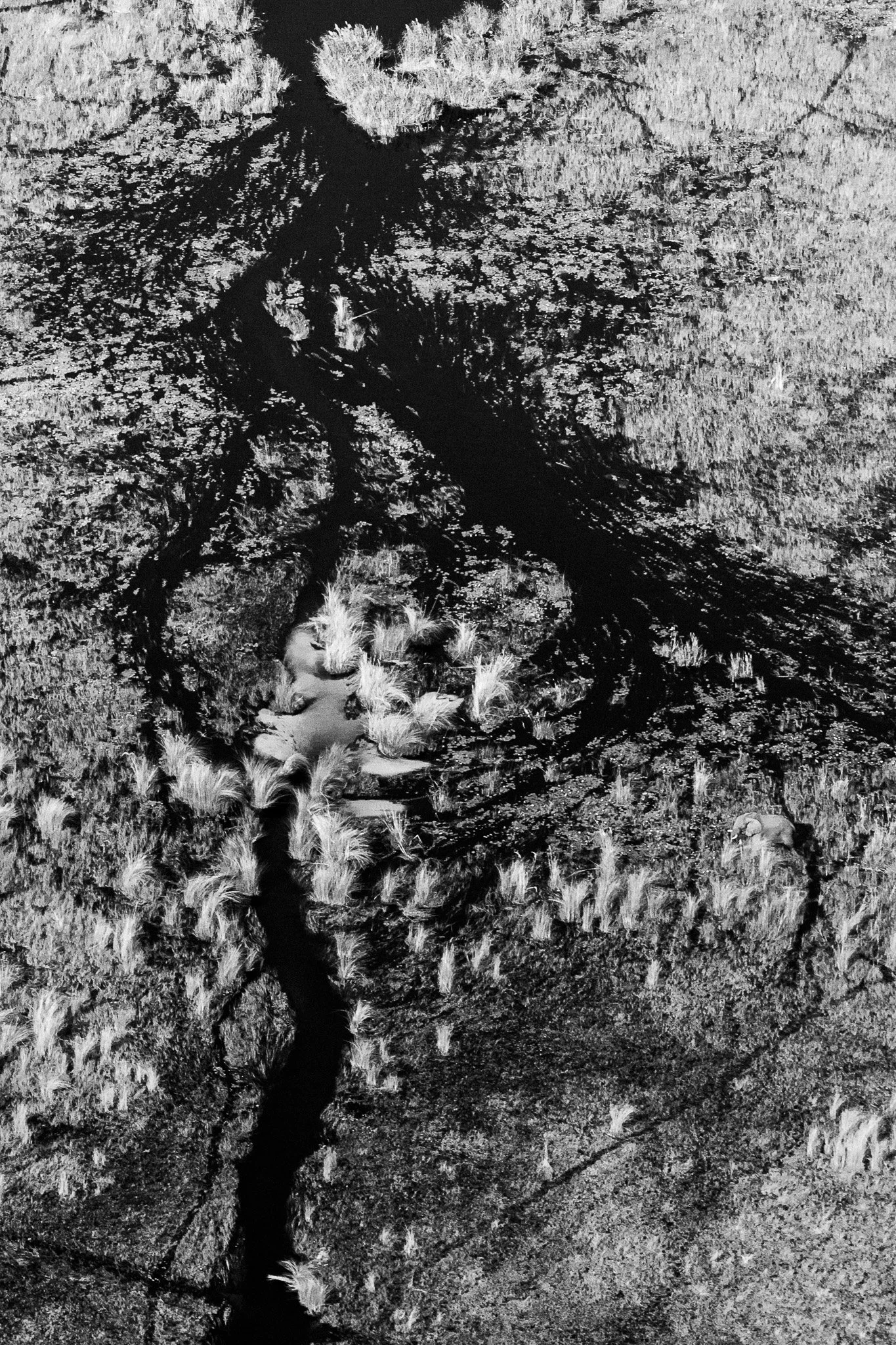 63. Delta del Okavango 14.jpg