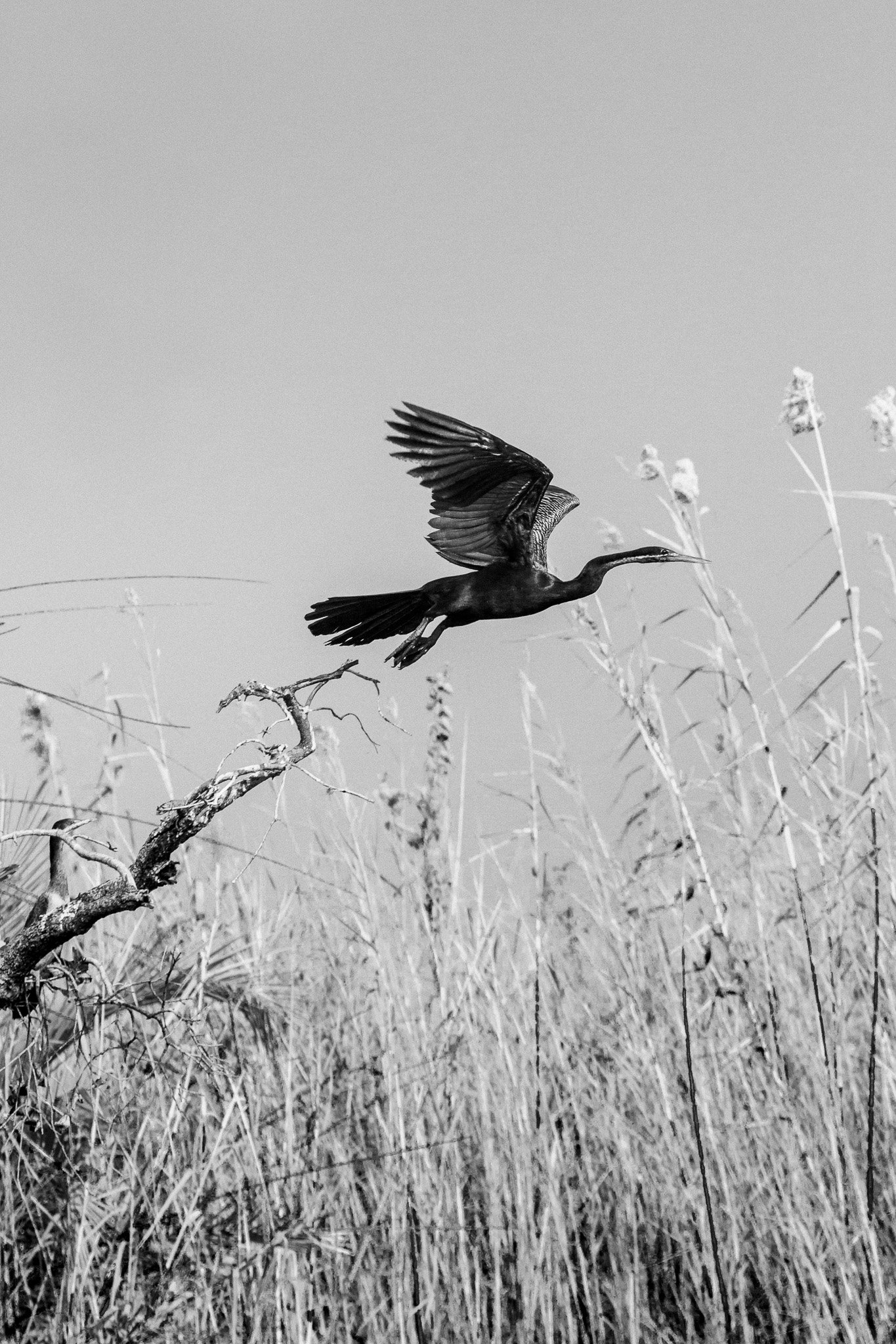 44. Vuelo 2. Delta del Okavango.jpg
