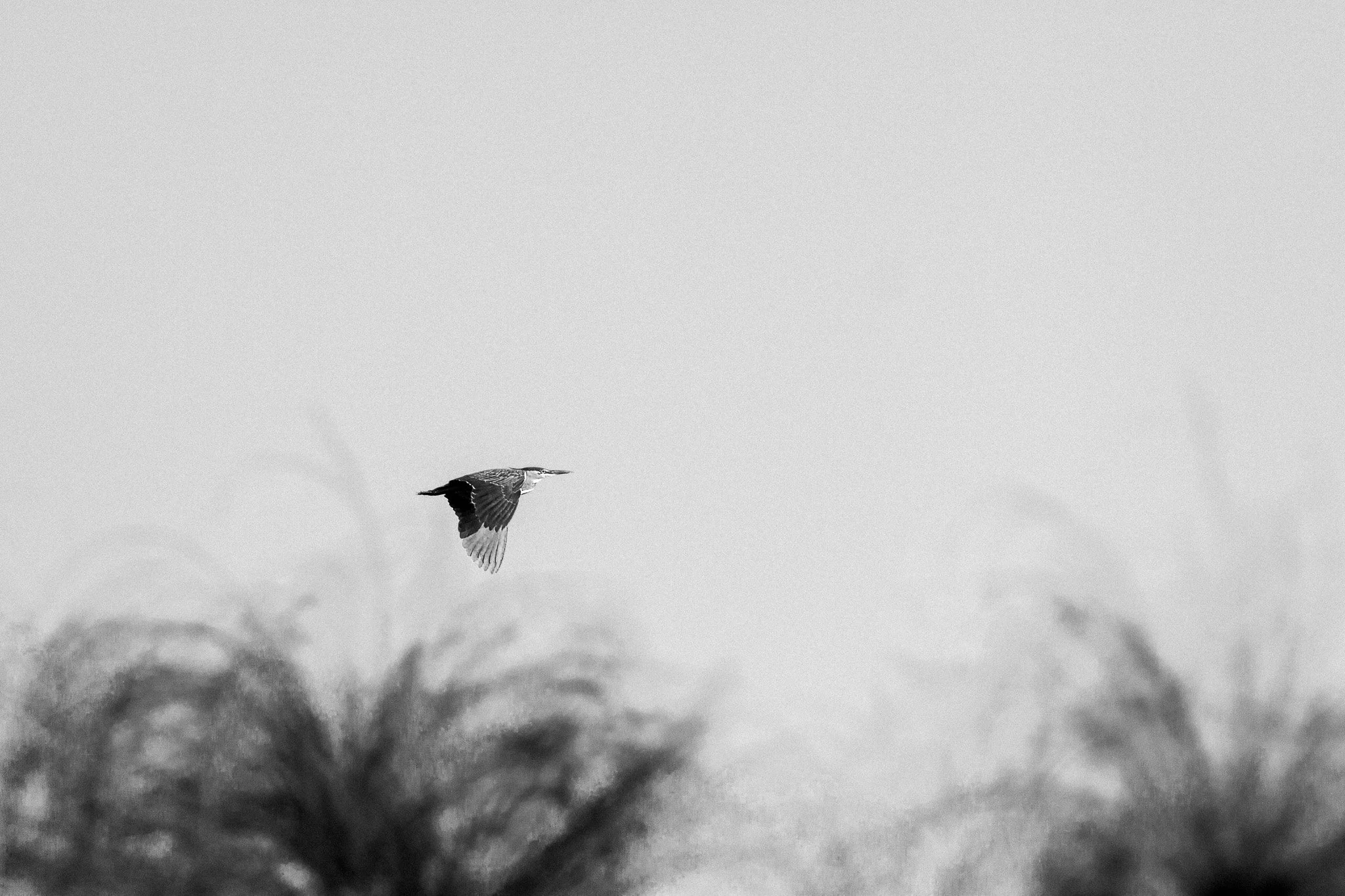 43. Vuelo. Delta del Okavango_.jpg
