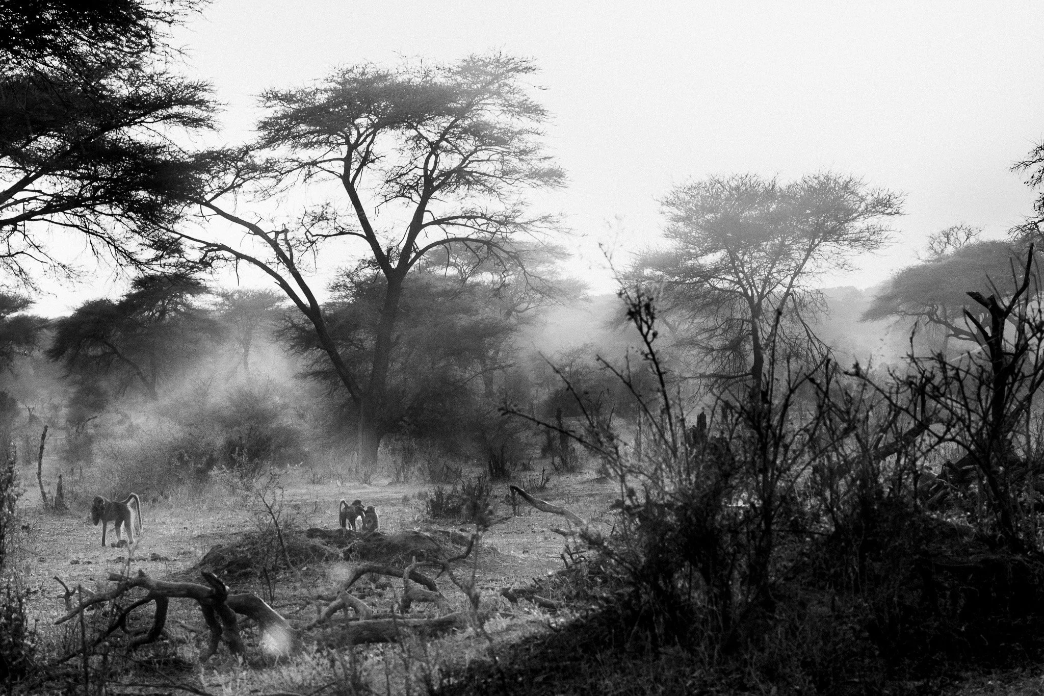 5. Babuinos Chacma P.N. Chobe.jpg