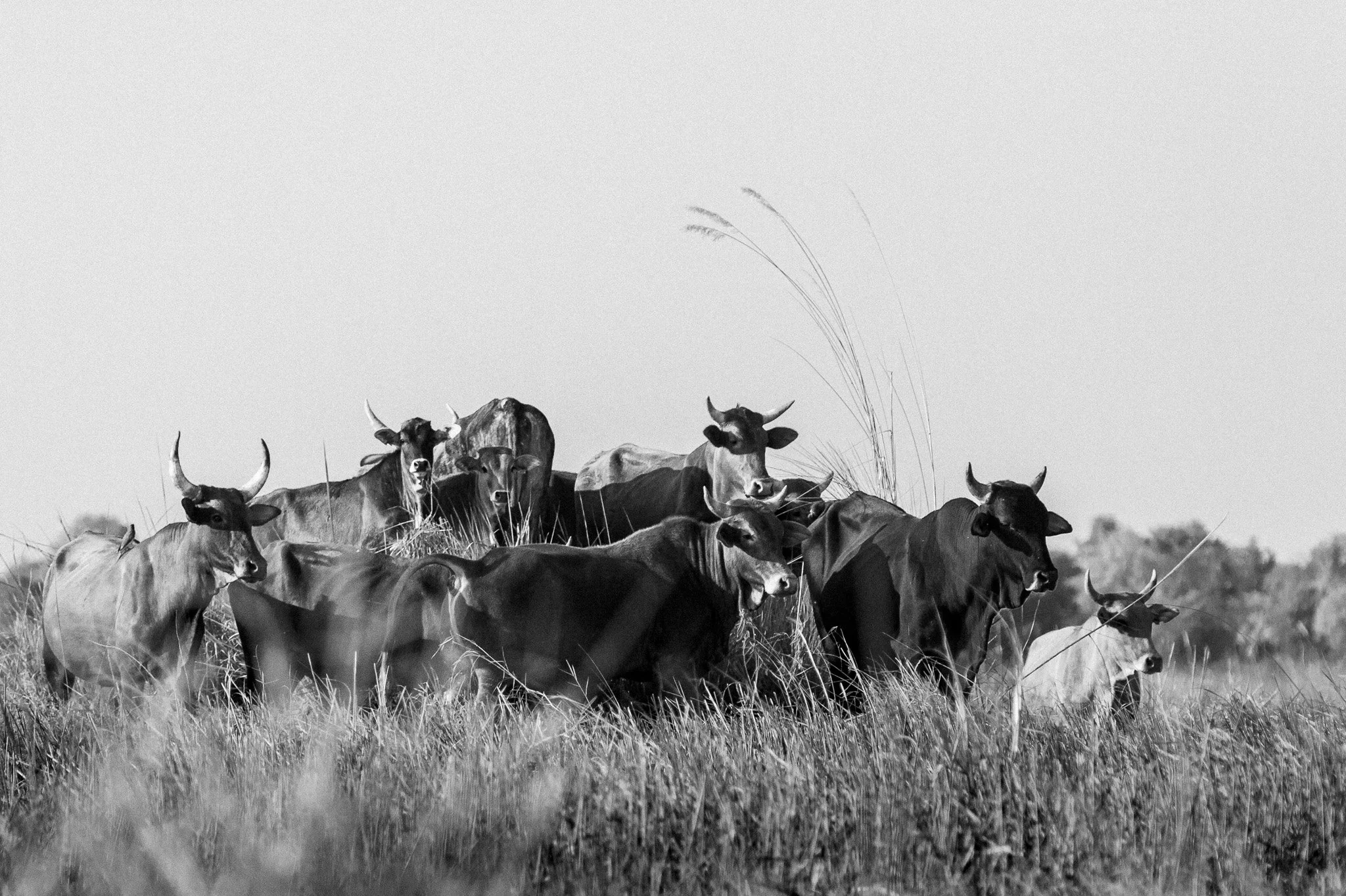 50. Ganado. Delta del Okavango_.jpg