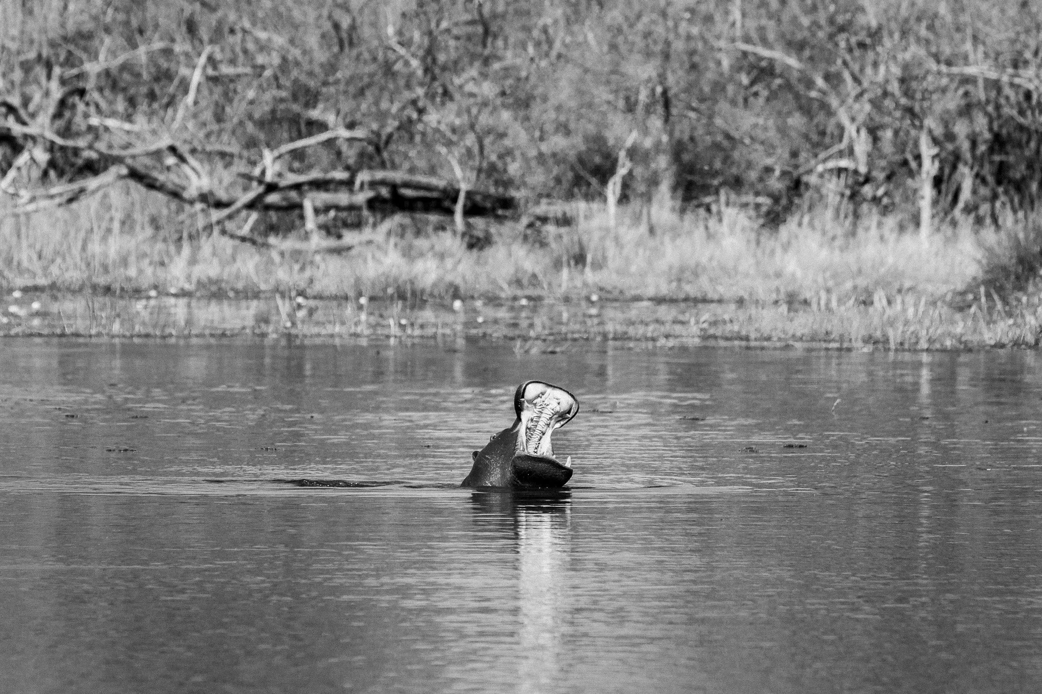 68. Hipopotamo. Moremi.jpg