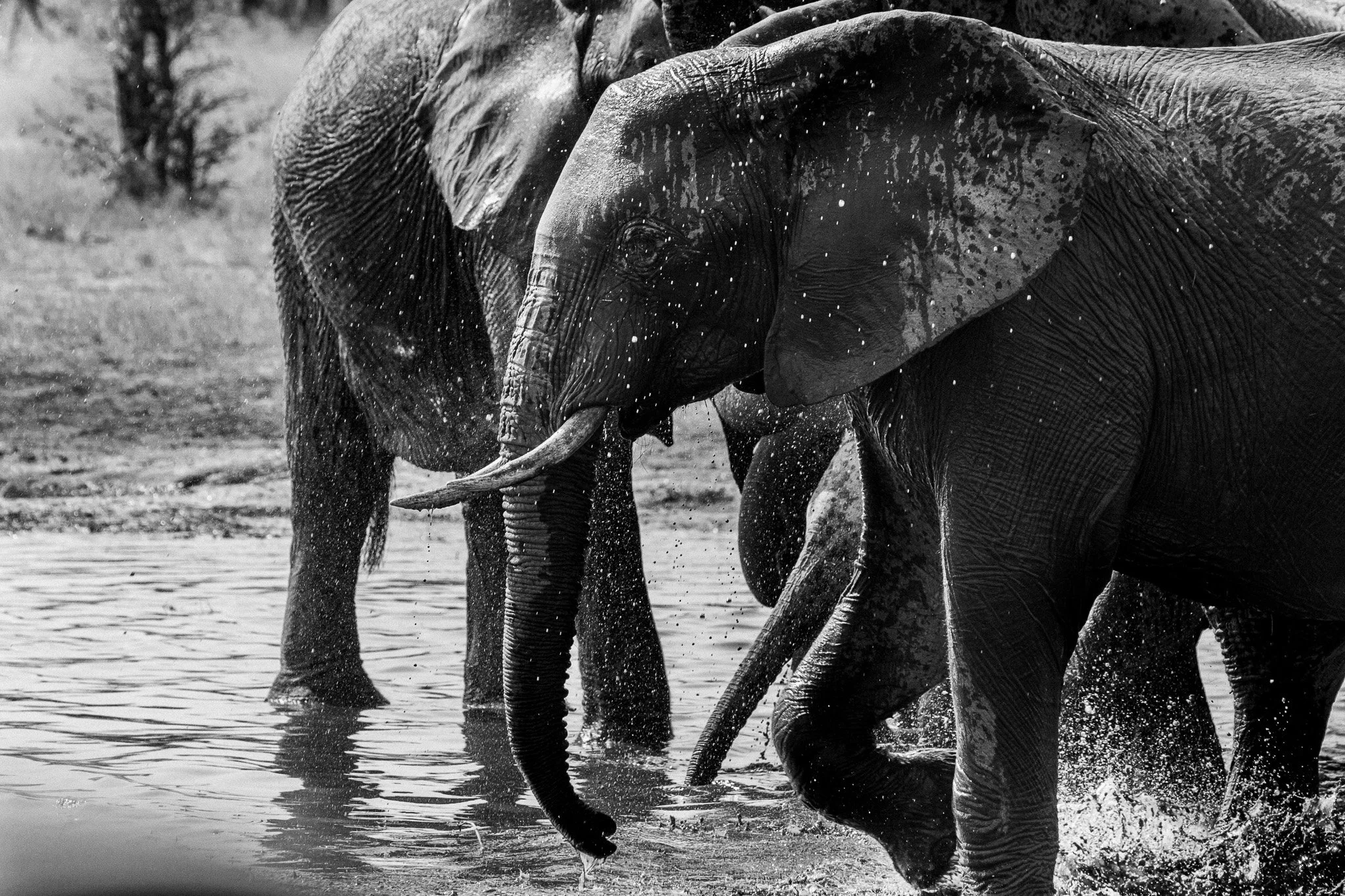80. Elefantes bañandose. Moremi.jpg