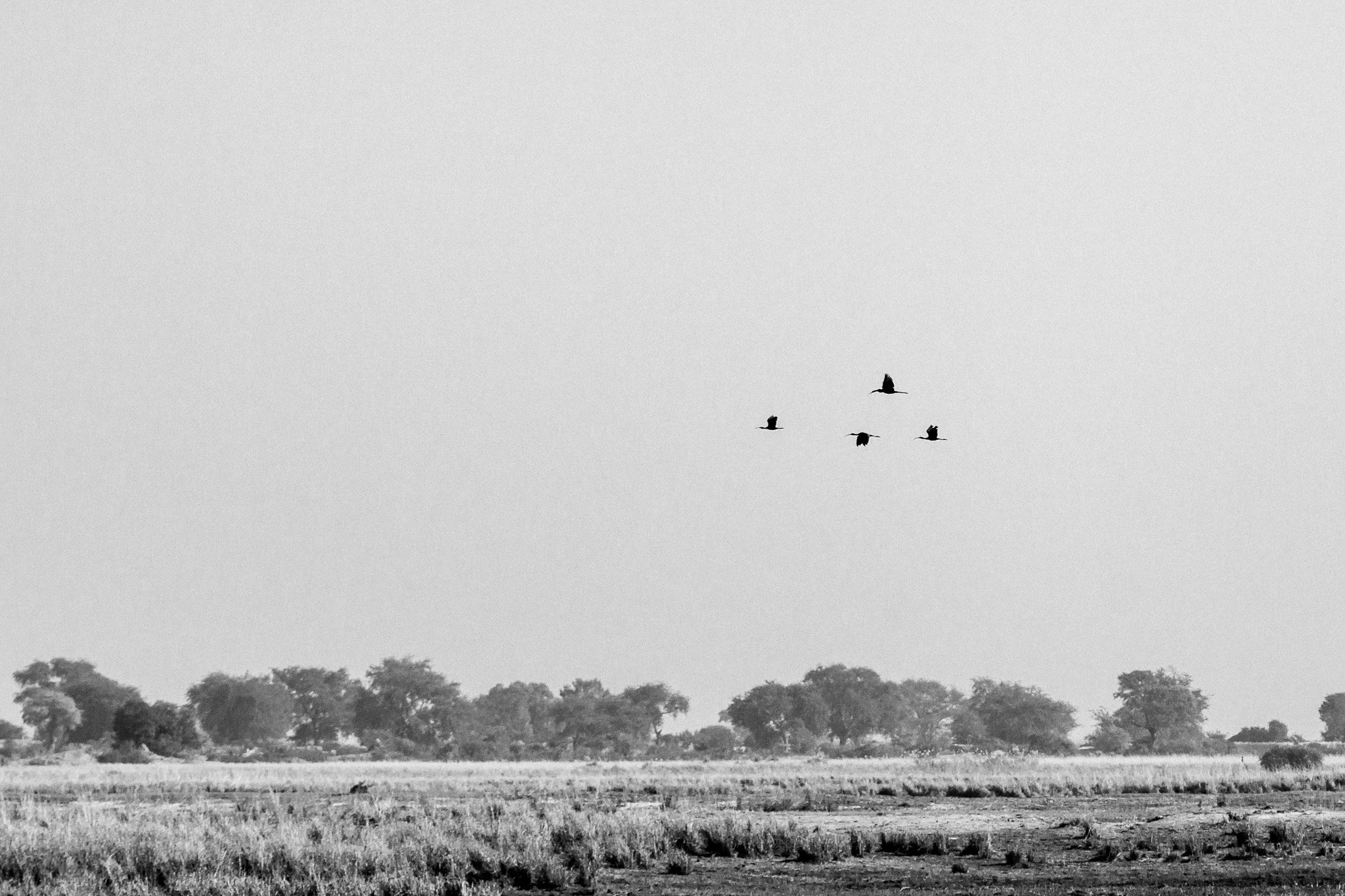 12. Ibis en vuelo.P.N. Chobe.jpg