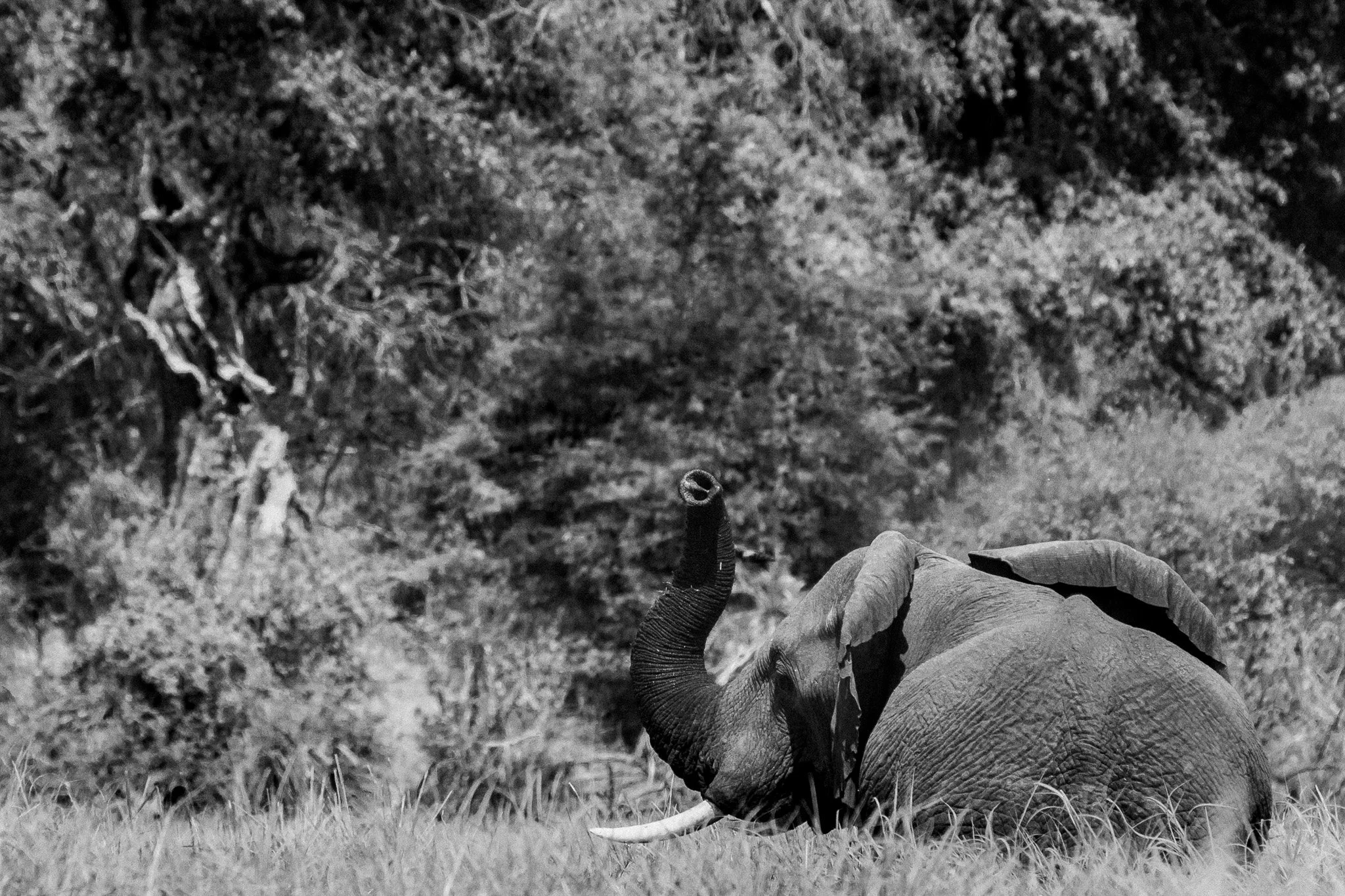 46 Trompa .Delta del Okavango_.jpg